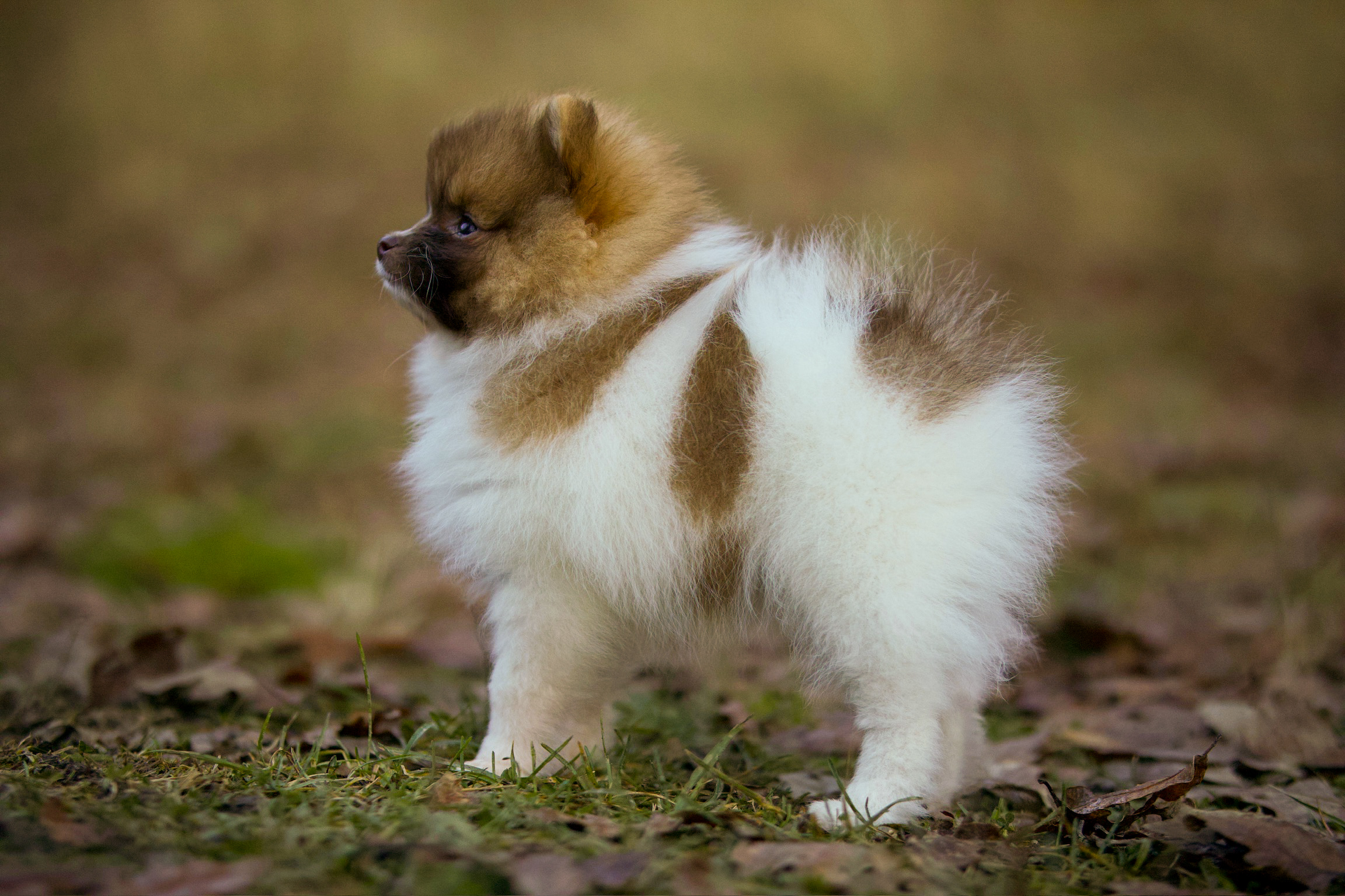 Espresso Baby Espresso Baby