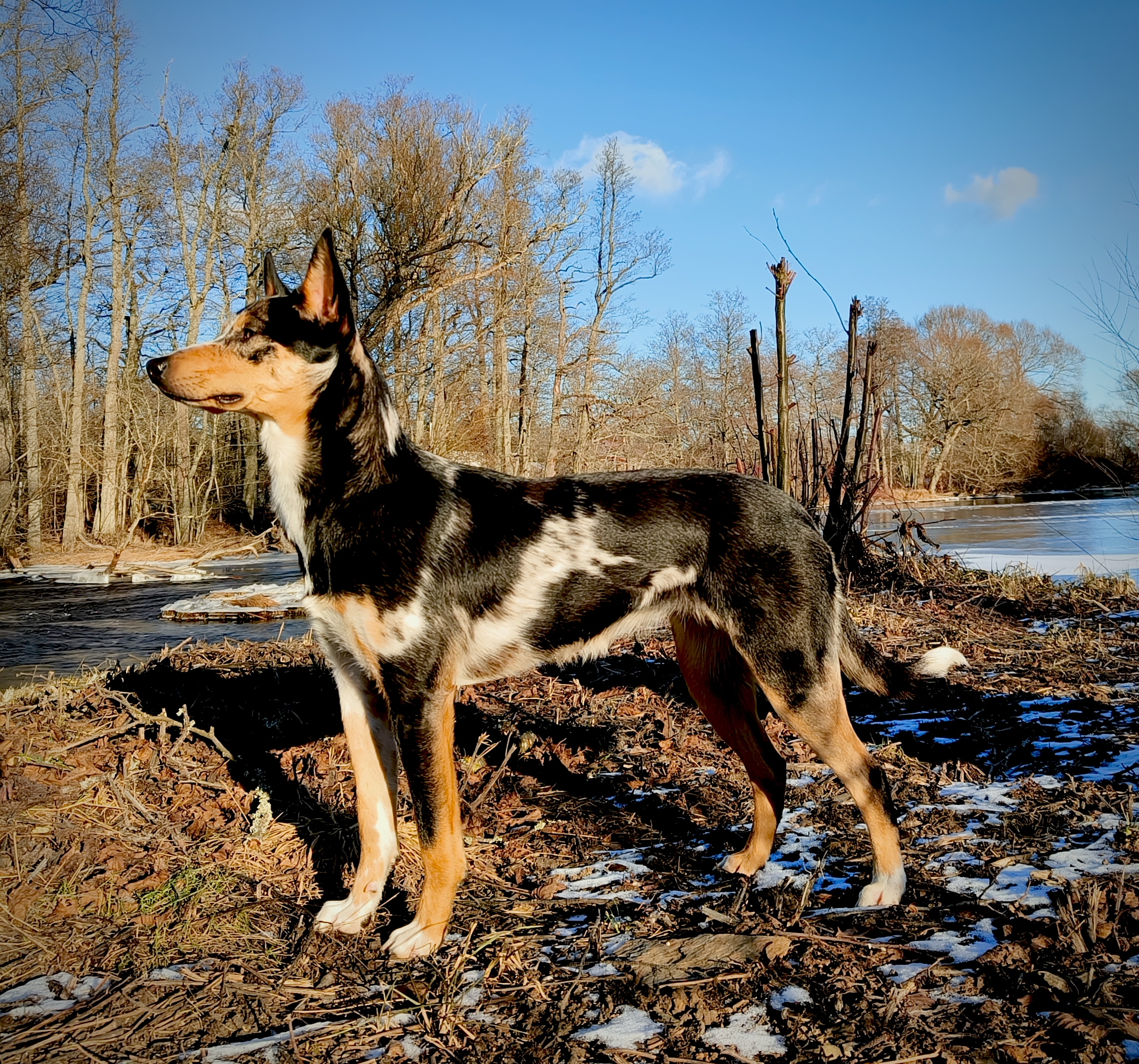 North Twinkle "Rubi" North Twinkle "Rubi"