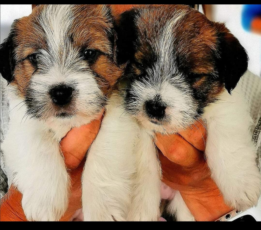 Lucky Jack Lucky Jack