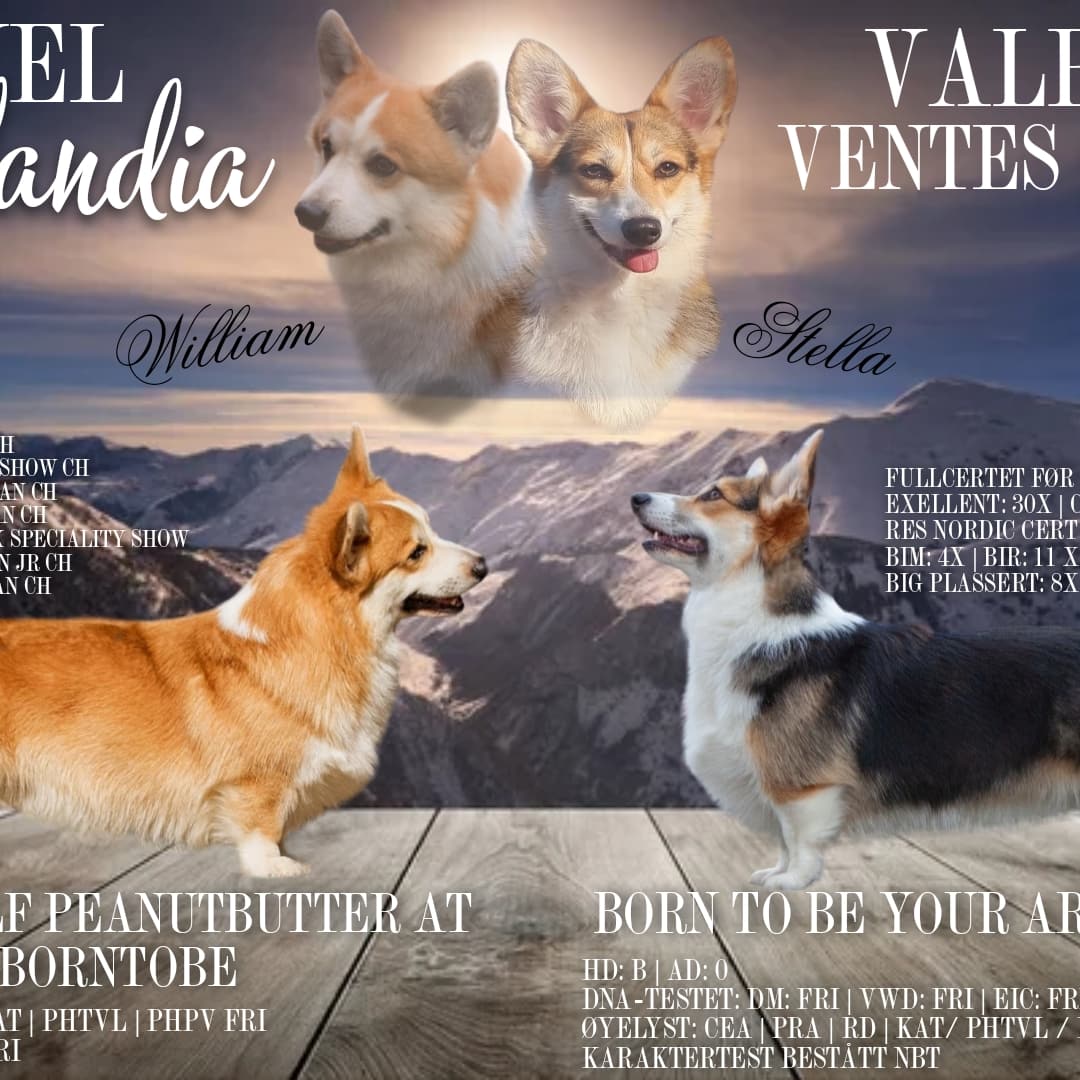 Pemlandia's Elf ... Pemlandia's Elf ...