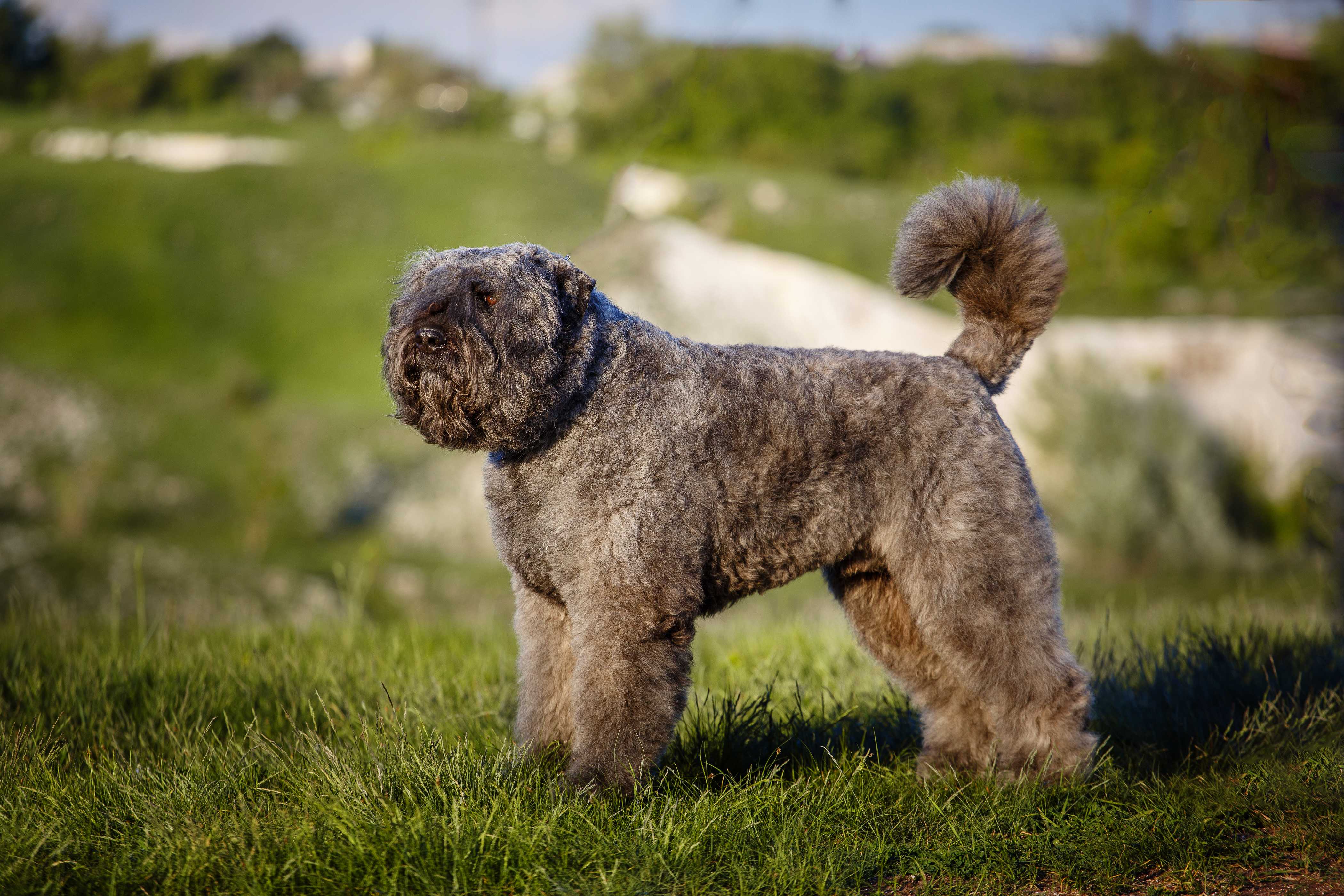 Bouvier des flandres