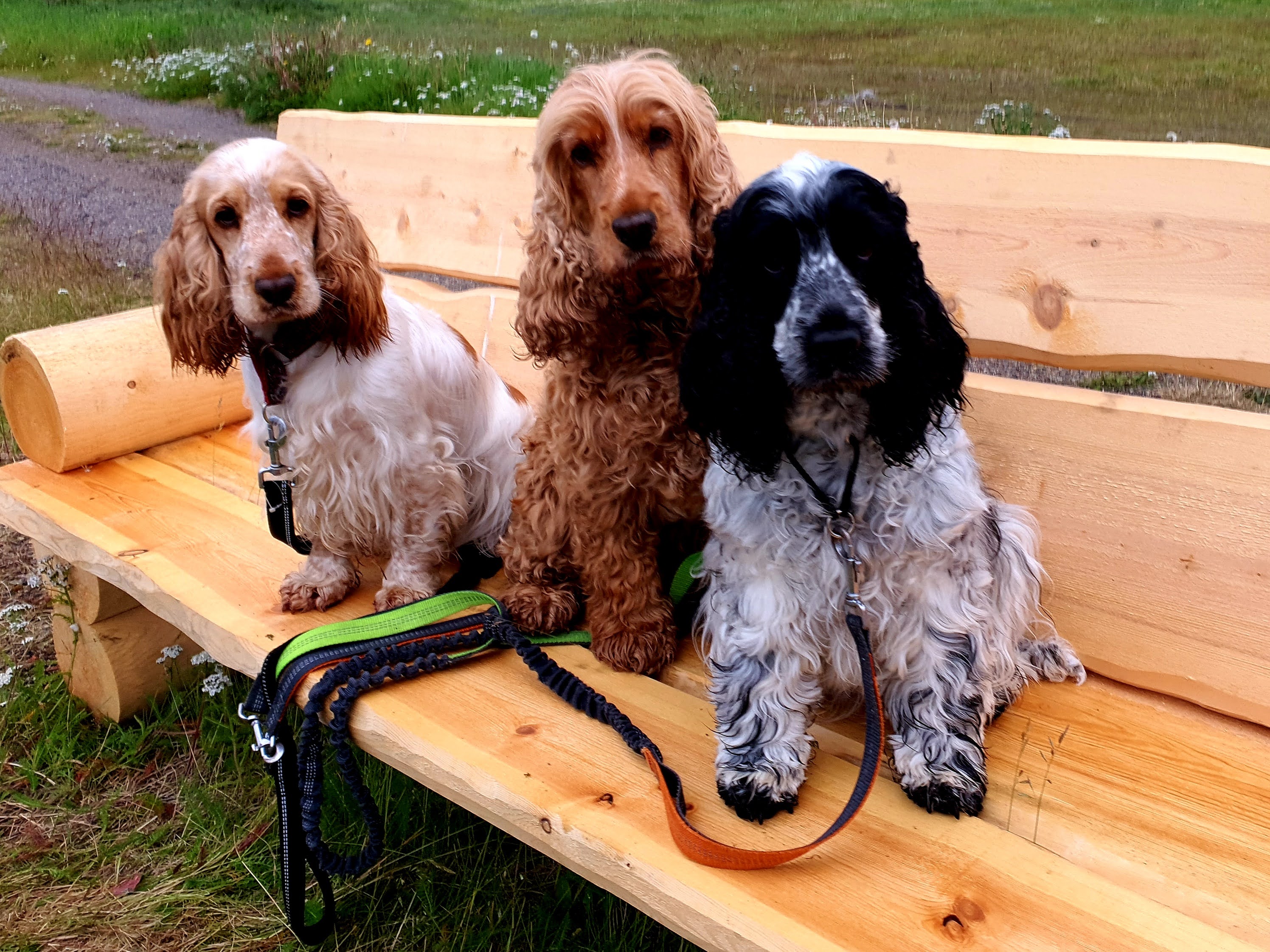 Kennel Idjagiedas Kennel Idjagiedas