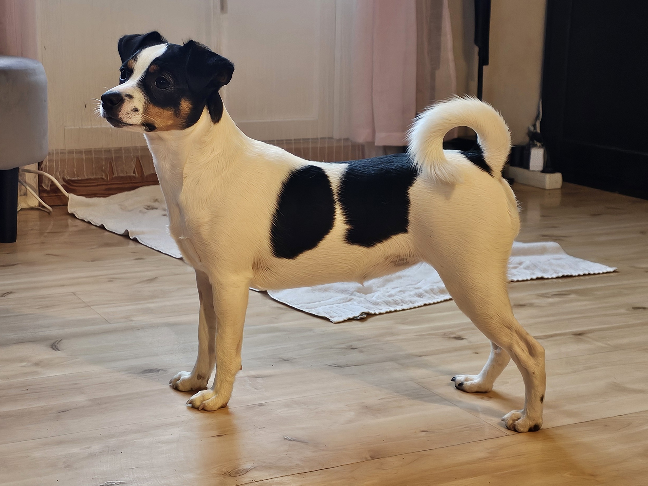 Opertunity's DS Better Be A Star (Alfa) Opertunity's DS Better Be A Star (Alfa)