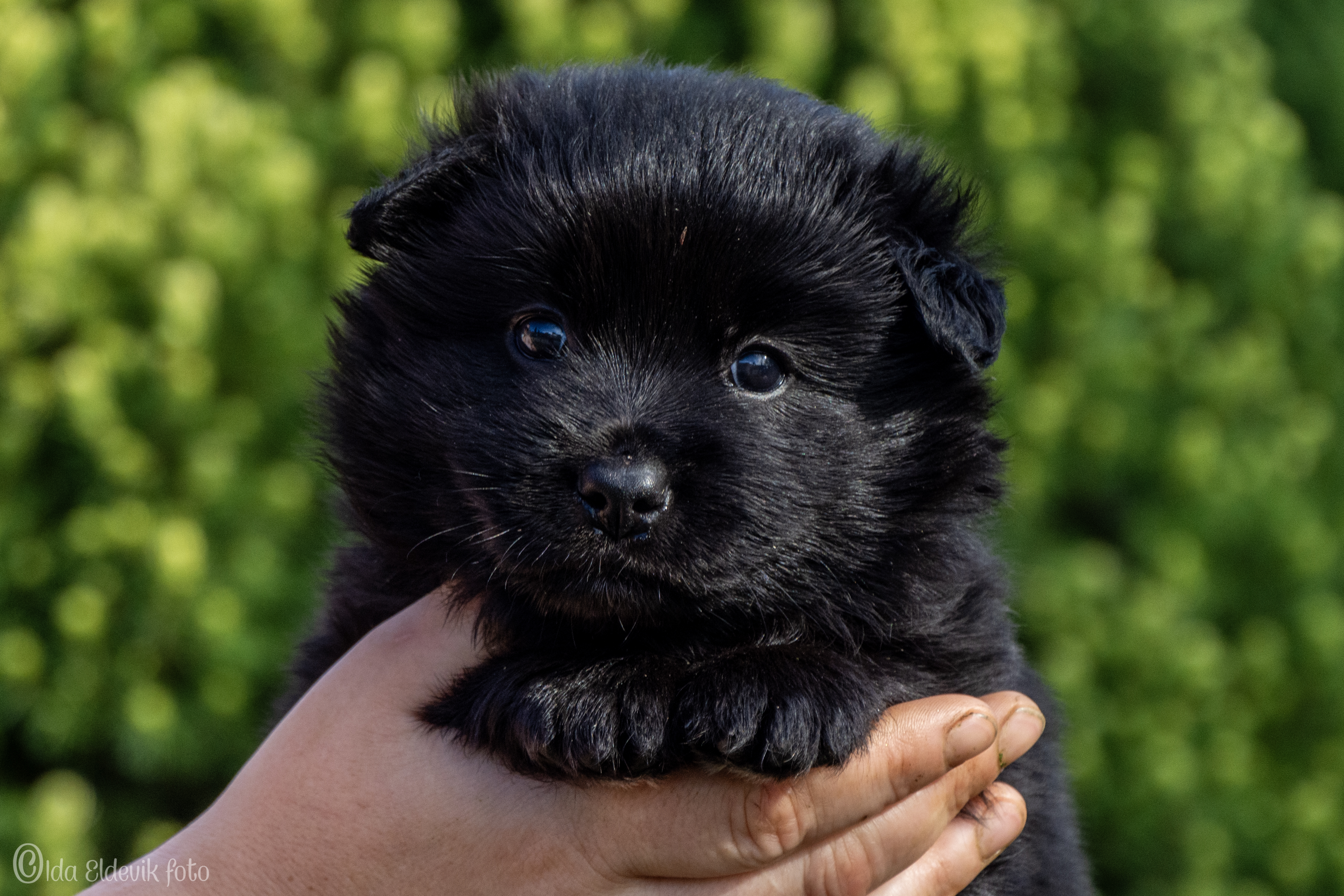 Arbbola's Isvend Arbbola's Isvend