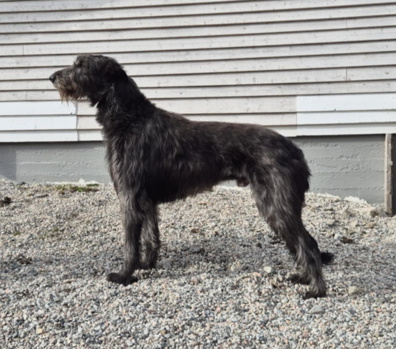 Kimassok's Winter Frost Icebreaker Kimassok's Winter Frost Icebreaker