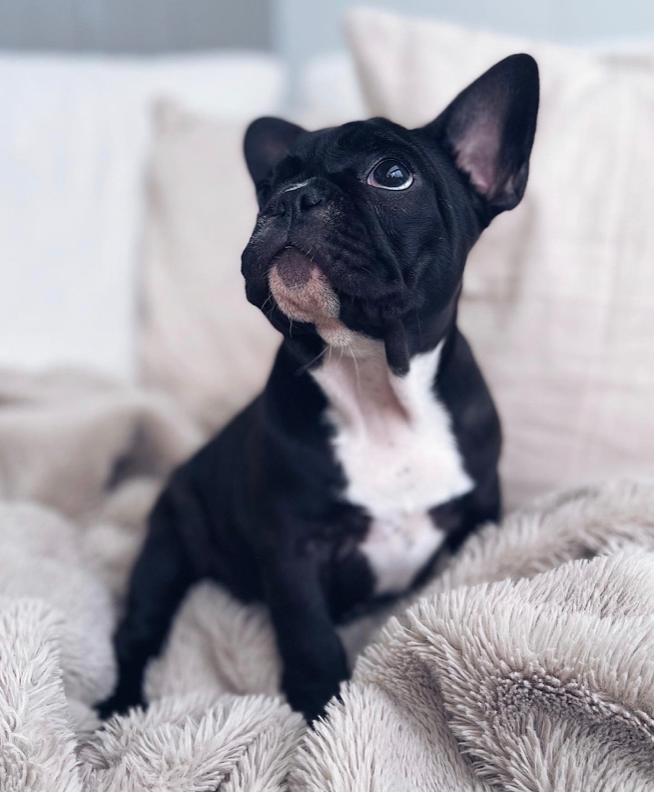 Bettybulls Debbie Bettybulls Debbie