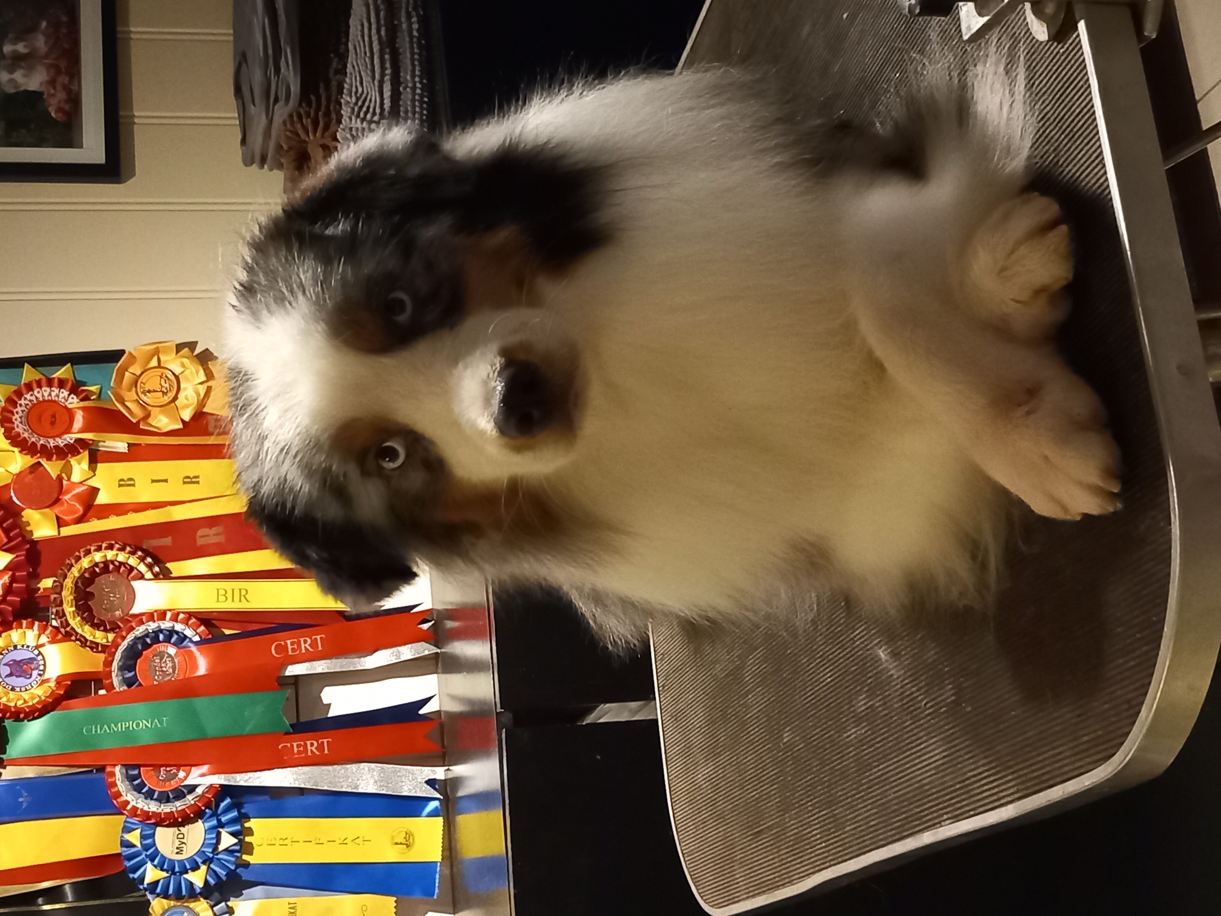 Bluestimes Two Bluestimes Two