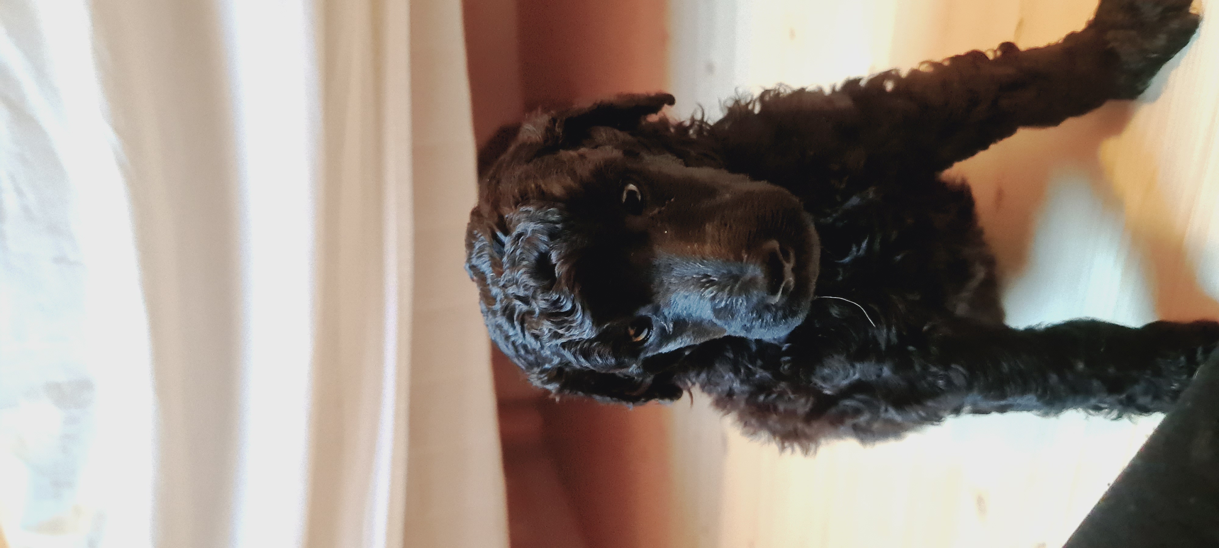 Krø'lella Vi'vil's Paljett 