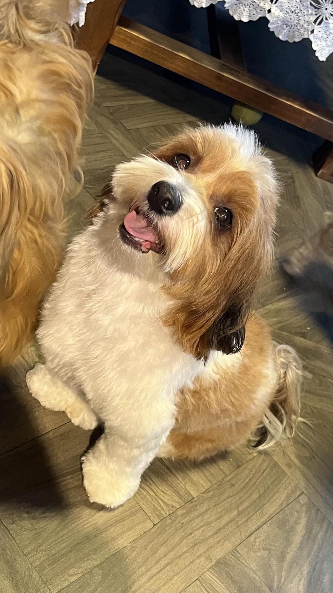 Vestovers Minni Vestovers Minni