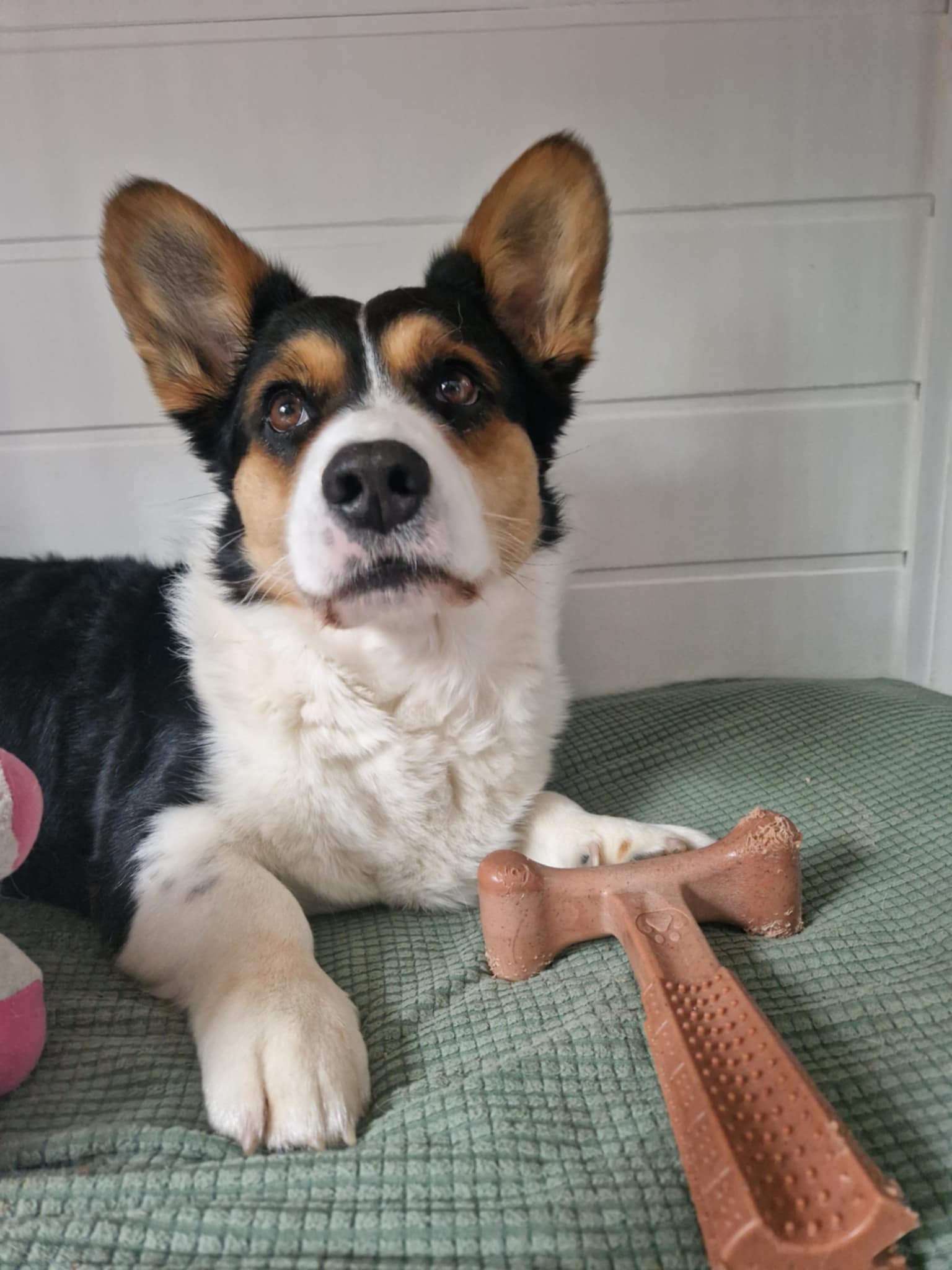 Lulubelle's Ozone Obsession Lulubelle's Ozone Obsession