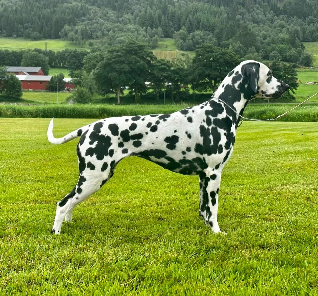 N BS CH N V(F)CH SE VCH RLI SPOTNIK'S PRINTED PRESS "Tix" N BS CH N V(F)CH SE VCH RLI SPOTNIK'S PRINTED PRESS "Tix"