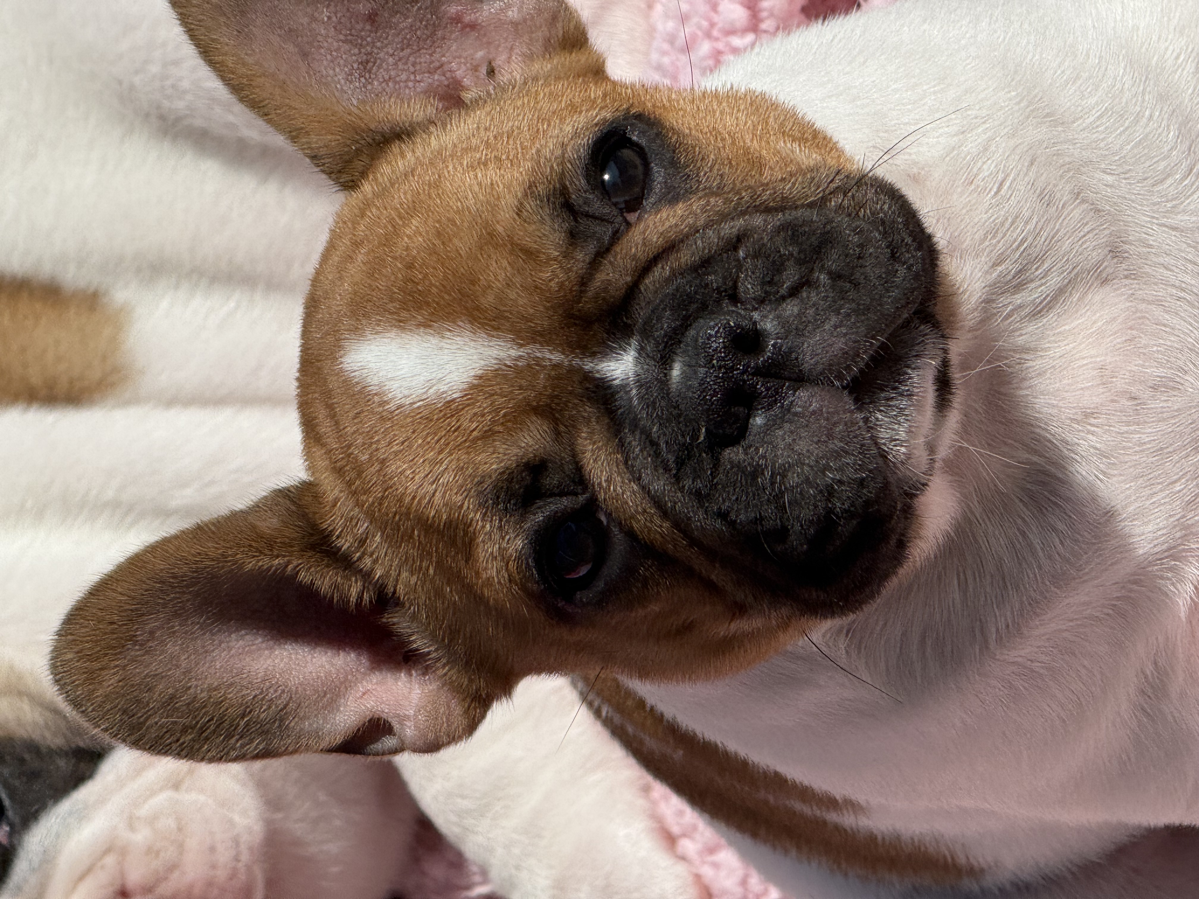 Catamada Stella Catamada Stella