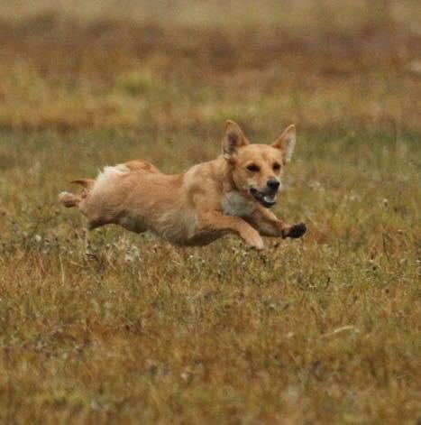 NO UCH S UCH NV-20 NO LCCH Befrica’s Binna Minnie For KaMiPod NO UCH S UCH NV-20 NO LCCH Befrica’s Binna Minnie For KaMiPod