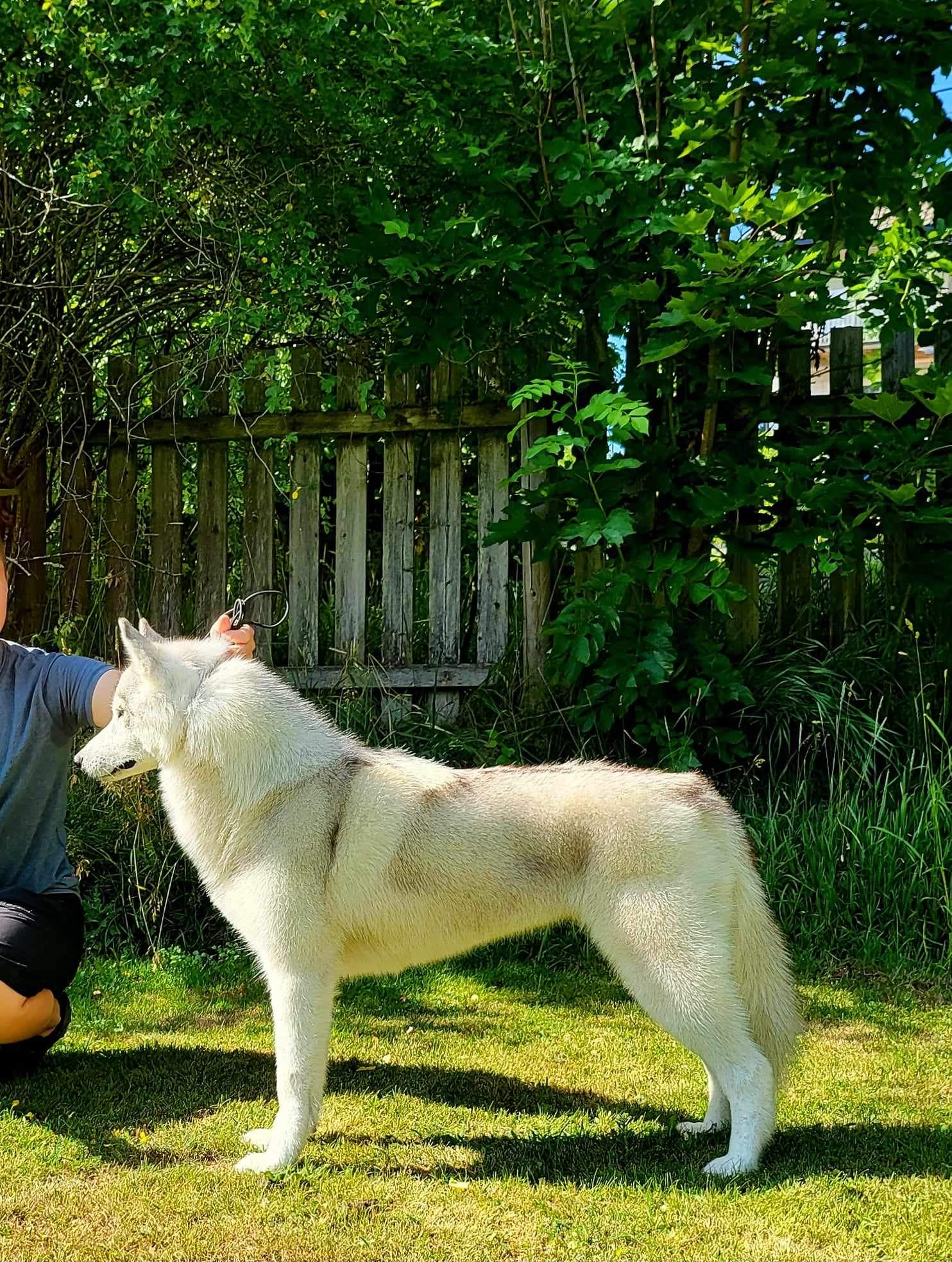 Barkas Perrera Holy Moly (Nuuki) Barkas Perrera Holy Moly (Nuuki)