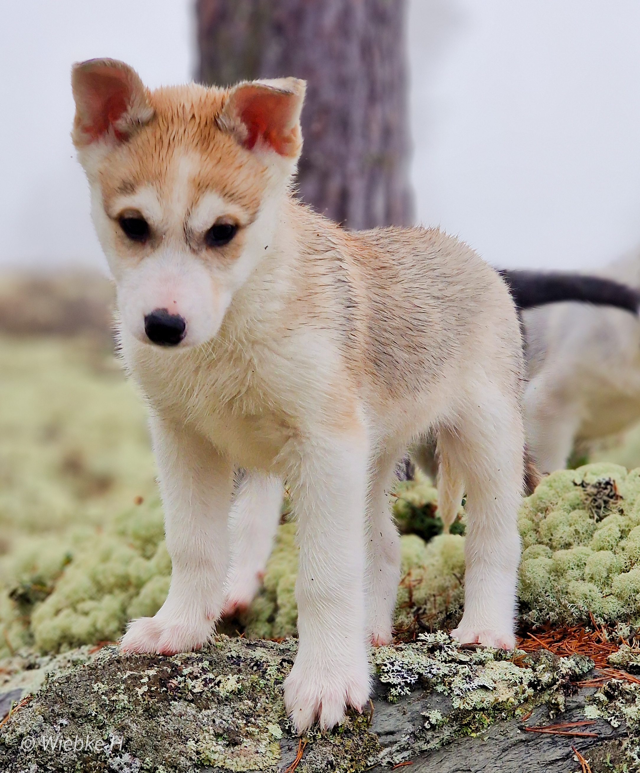 Active Siberians Dálvi