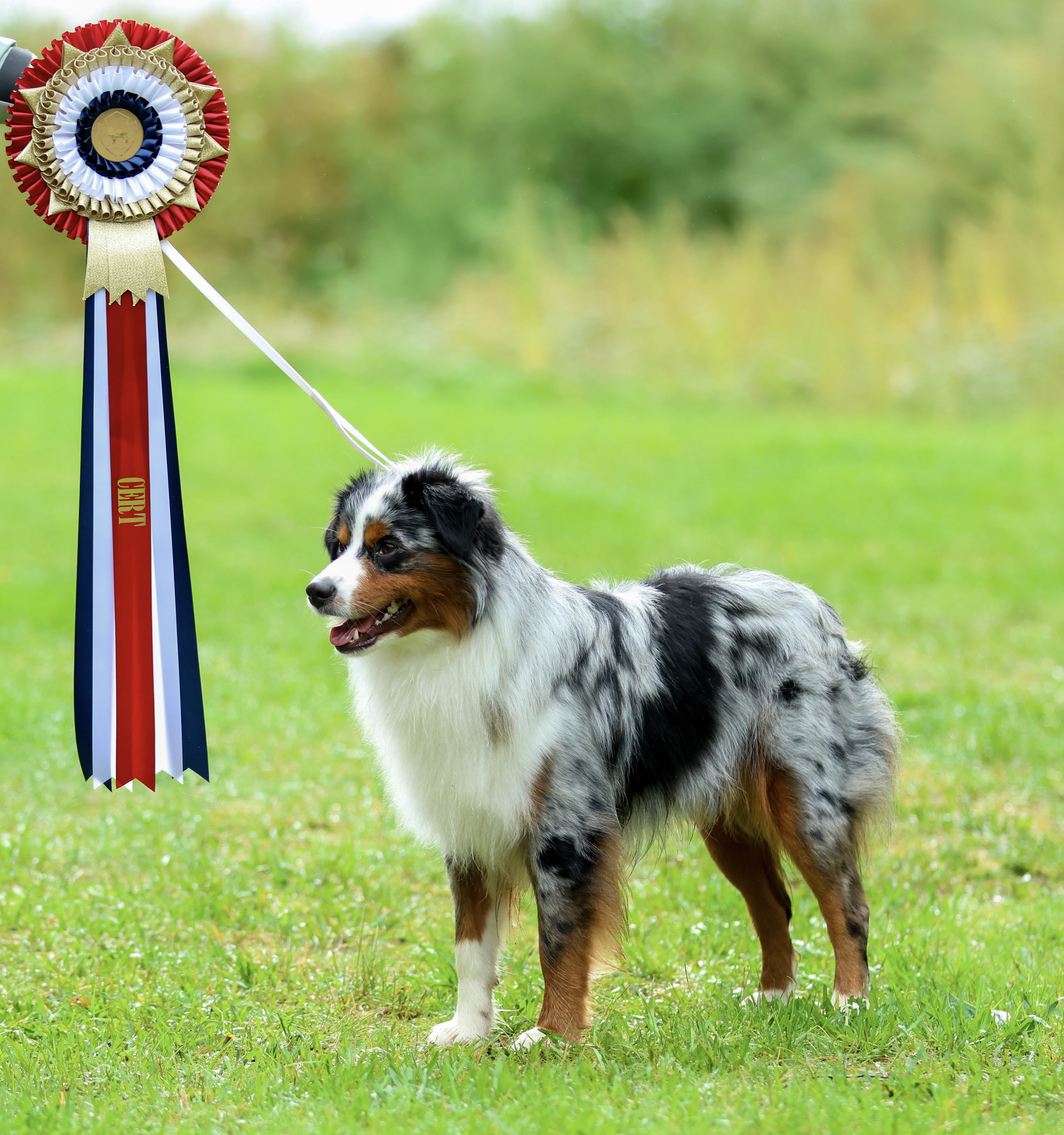 Chicago des Soldat de Krist Ale Chicago des Soldat de Krist Ale