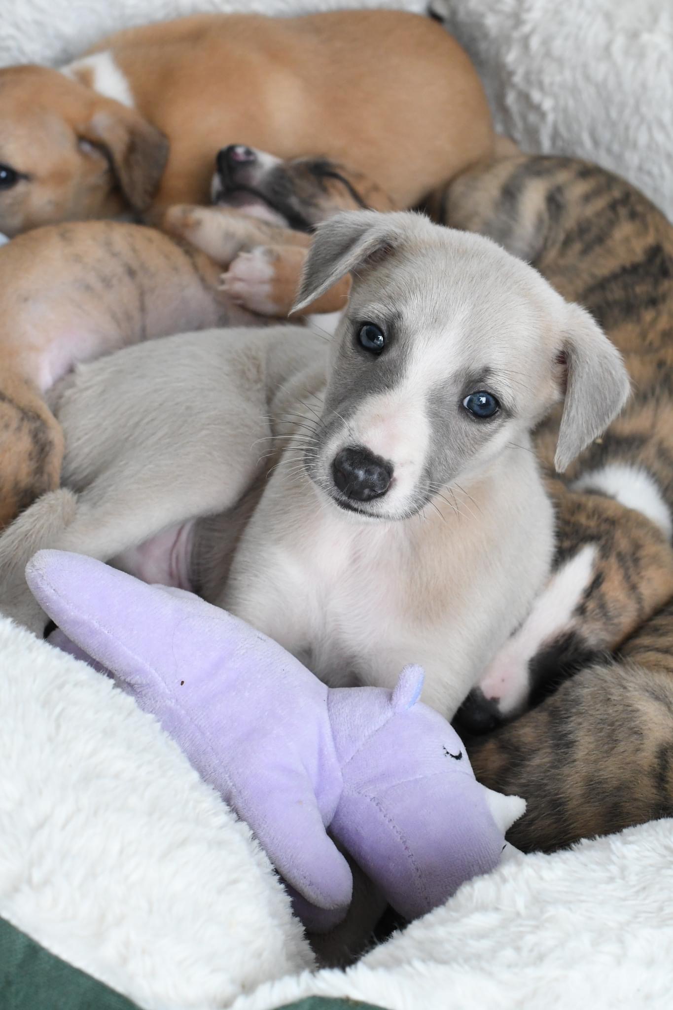 Jealous Monster Jealous Monster