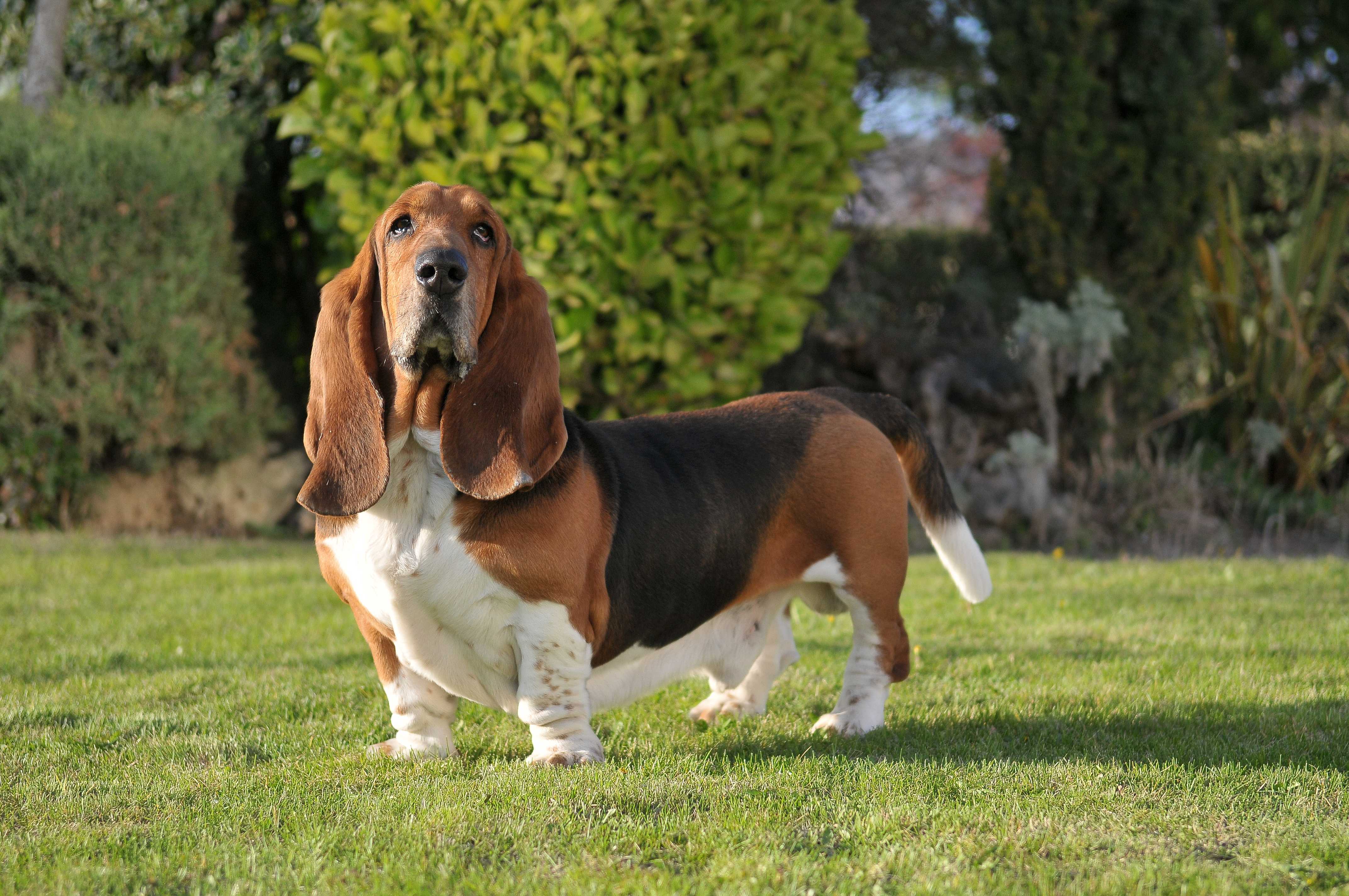 Basset hound Basset hound