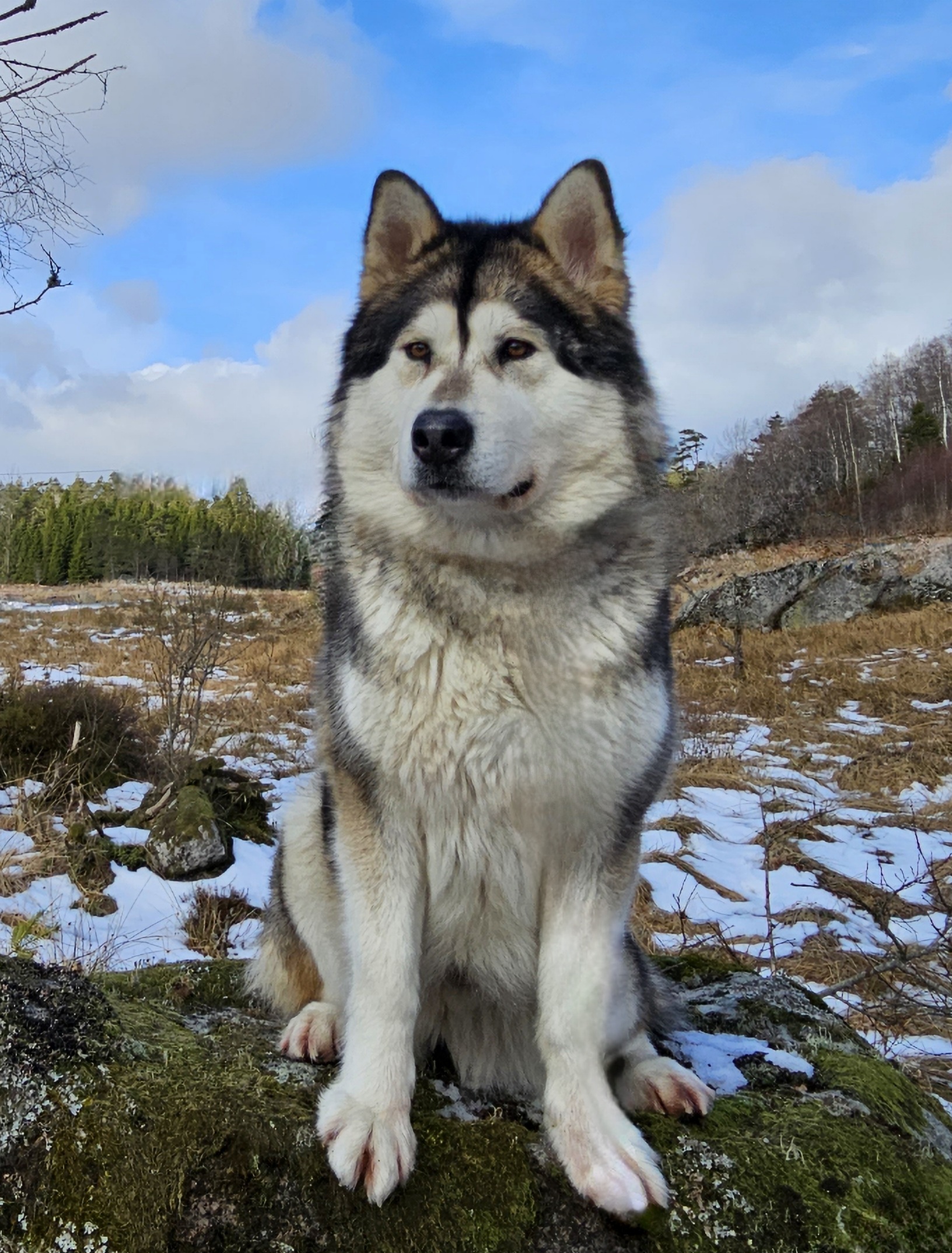 Dynamic image Dynamic image