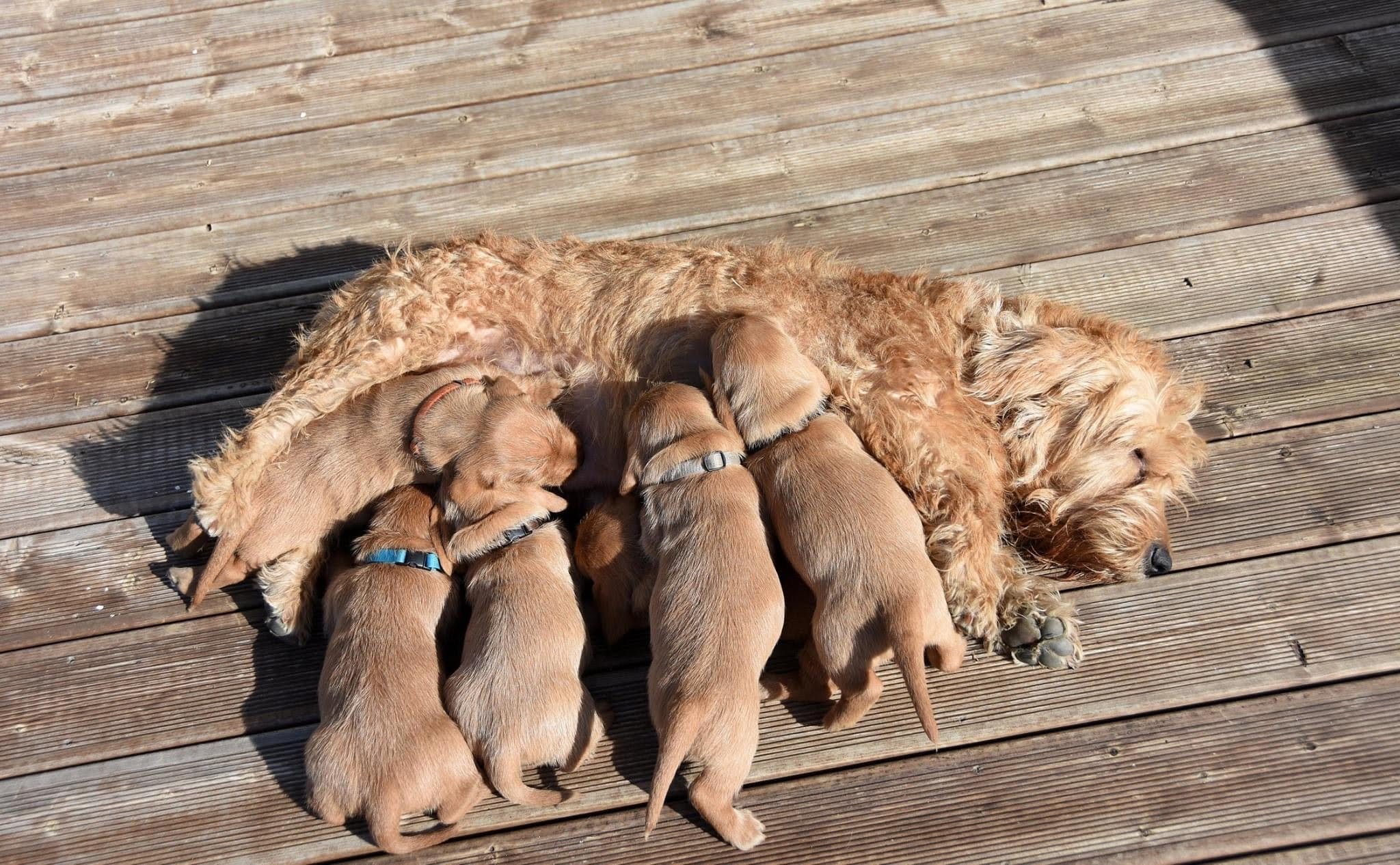 Kennel Falkenskiold Kennel Falkenskiold