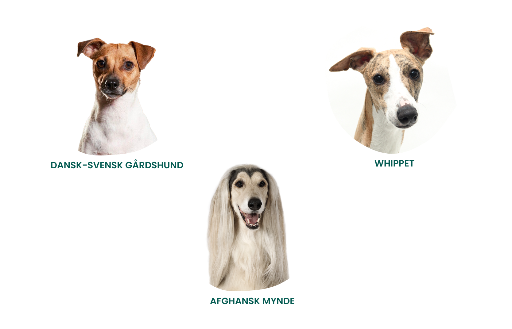 Afghansk mynde, whippet og dansk-svensk gårdshund – raser med ulikt behov for pelsstell Afghansk mynde, whippet og dansk-svensk gårdshund – raser med ulikt behov for pelsstell