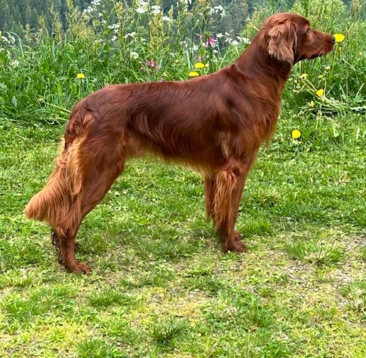 Rypebuas Freddi Mercury Rypebuas Freddi Mercury