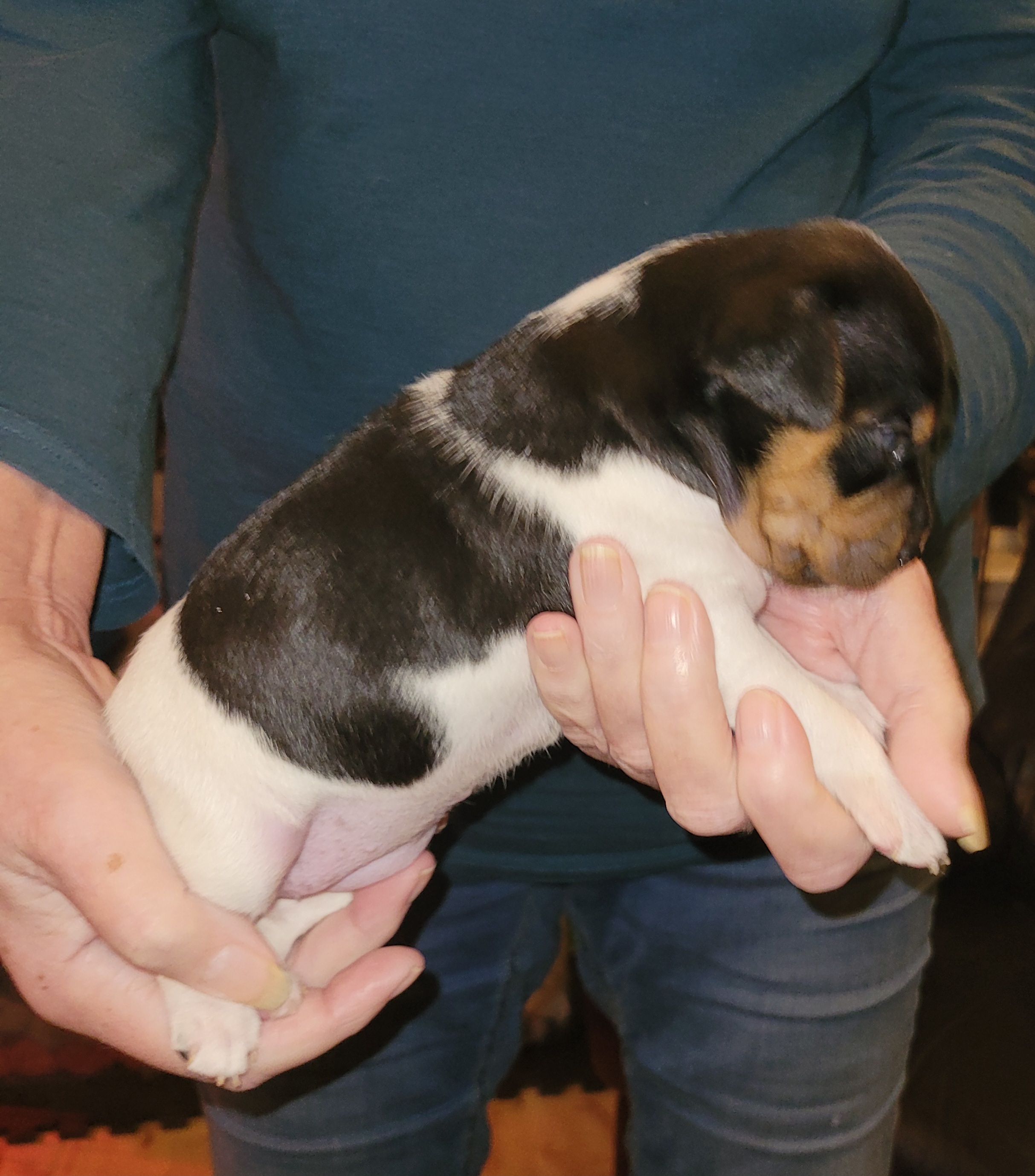Shaka Savoy Brigadeiro Shaka Savoy Brigadeiro