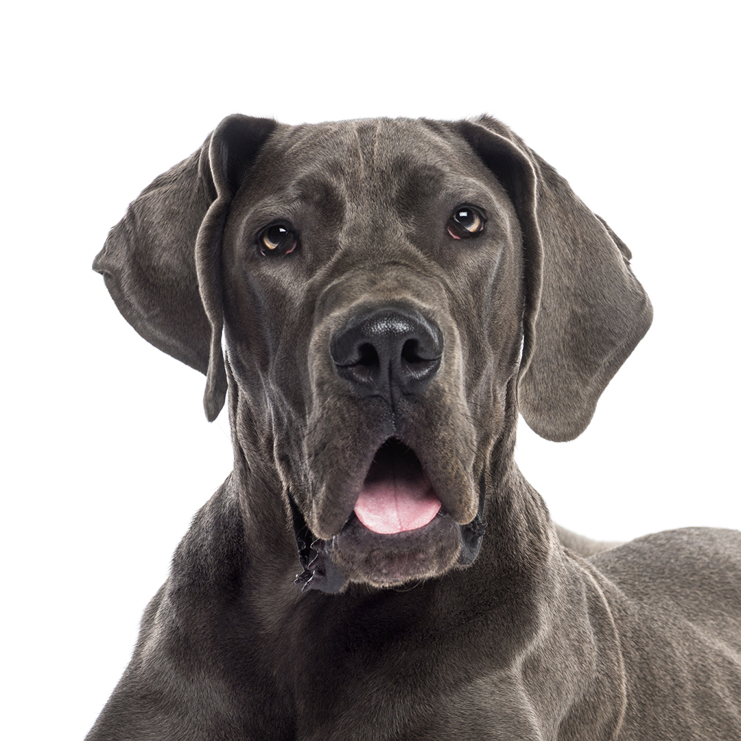 Grand danois Grand danois