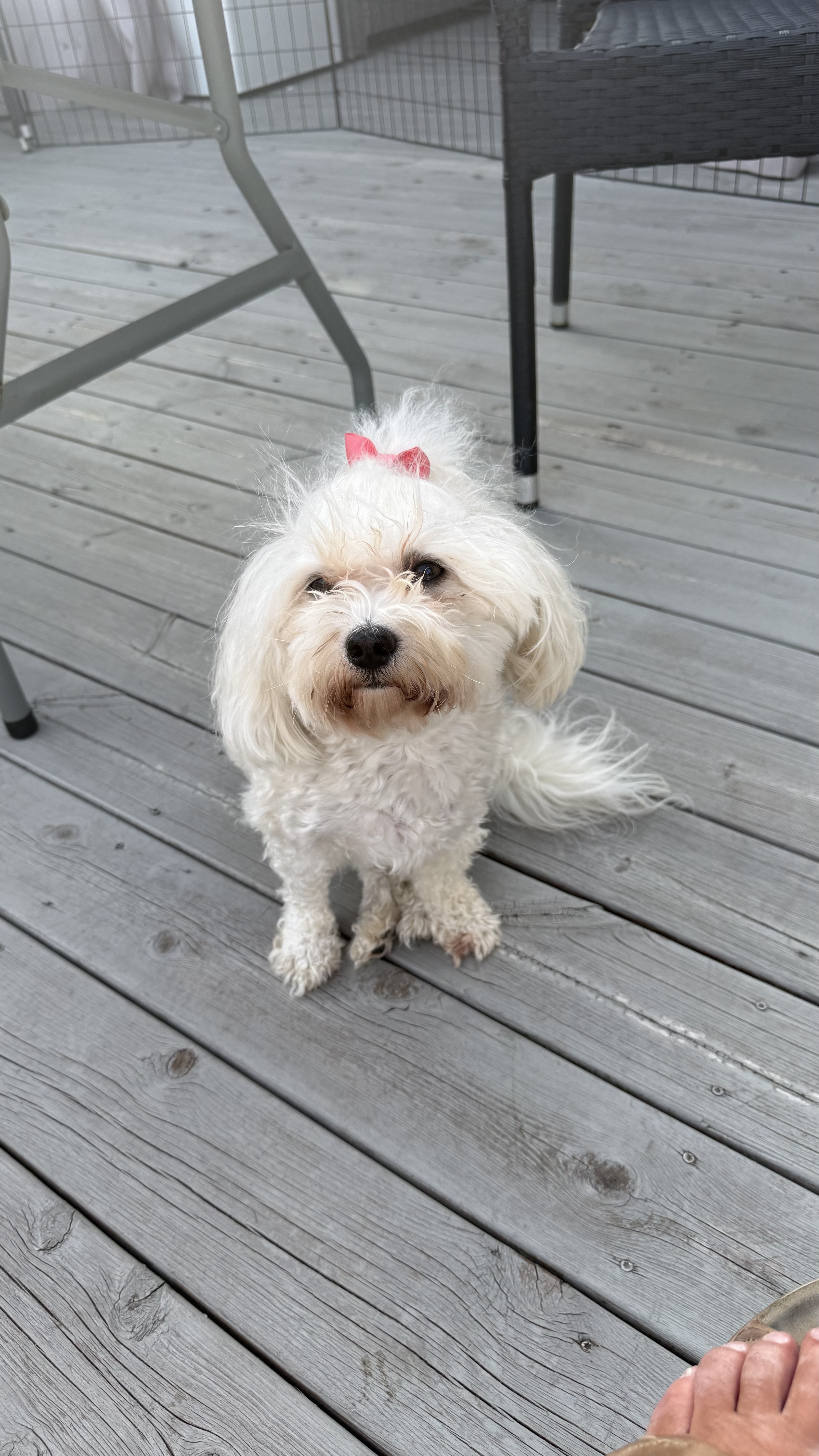 Tollma`s Kaila Tollma`s Kaila