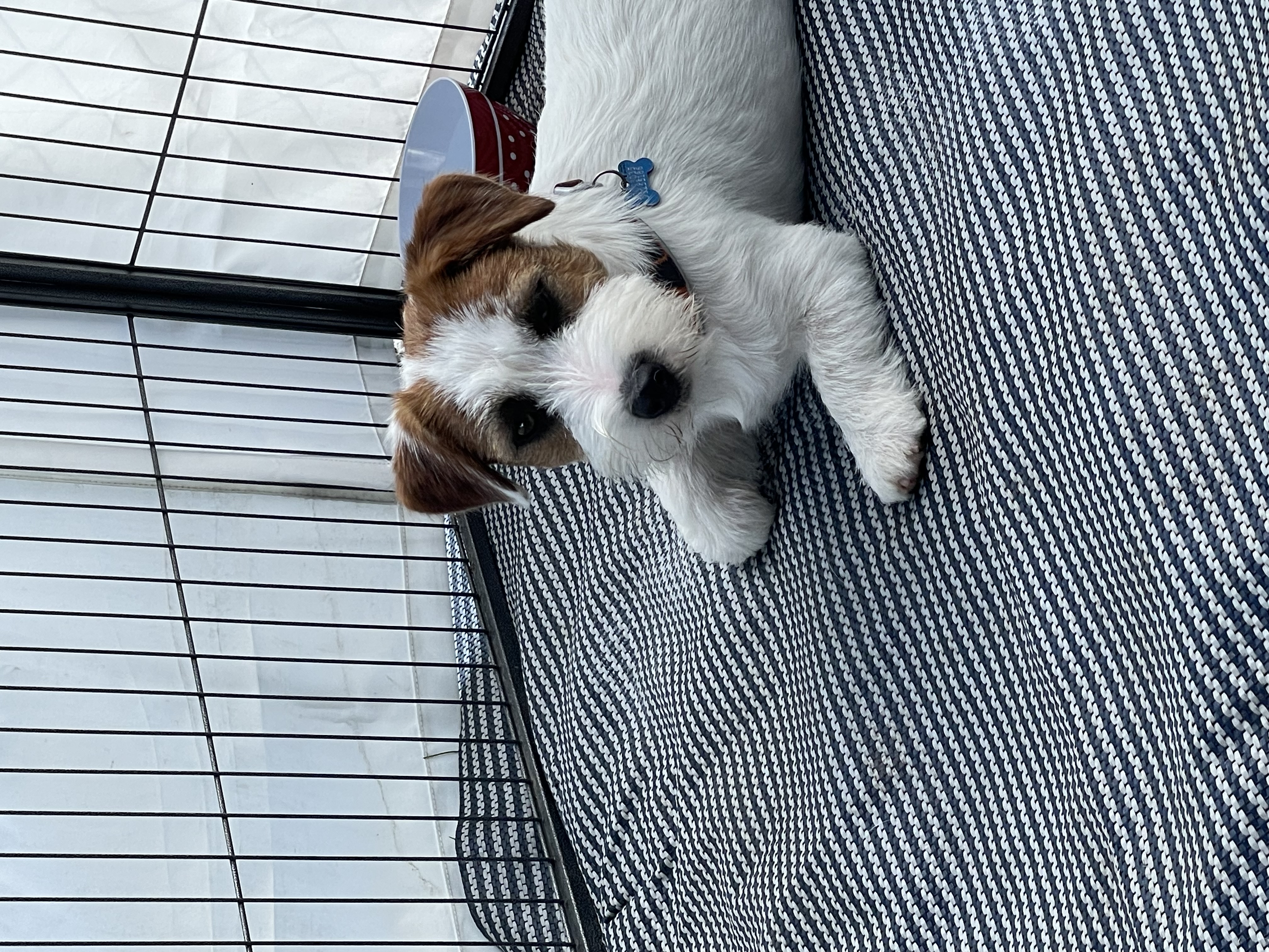 Red Tenax Dabih Face Red Tenax Dabih Face