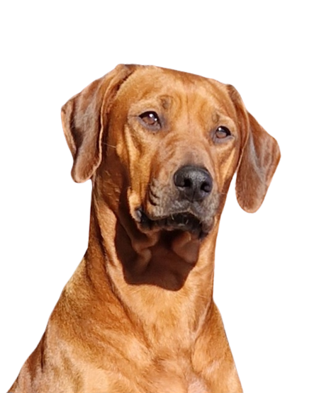 Be My Luna of Enchanting Ridge Be My Luna of Enchanting Ridge