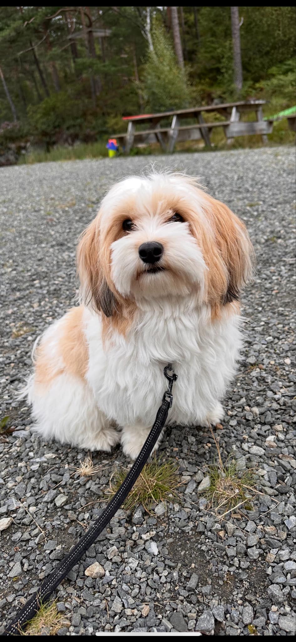 Silke-engler’s Josefine