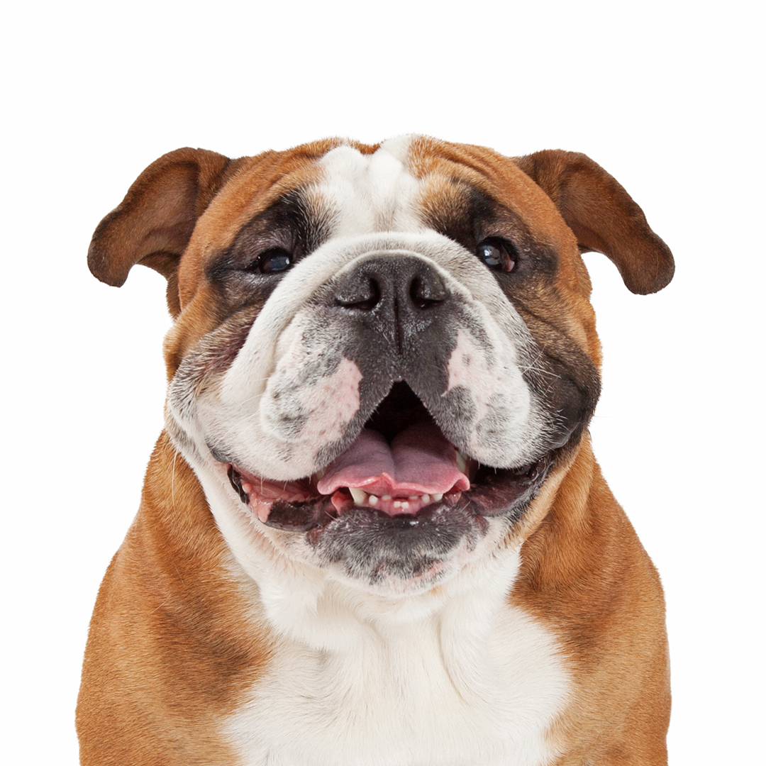 Engelsk bulldog Engelsk bulldog