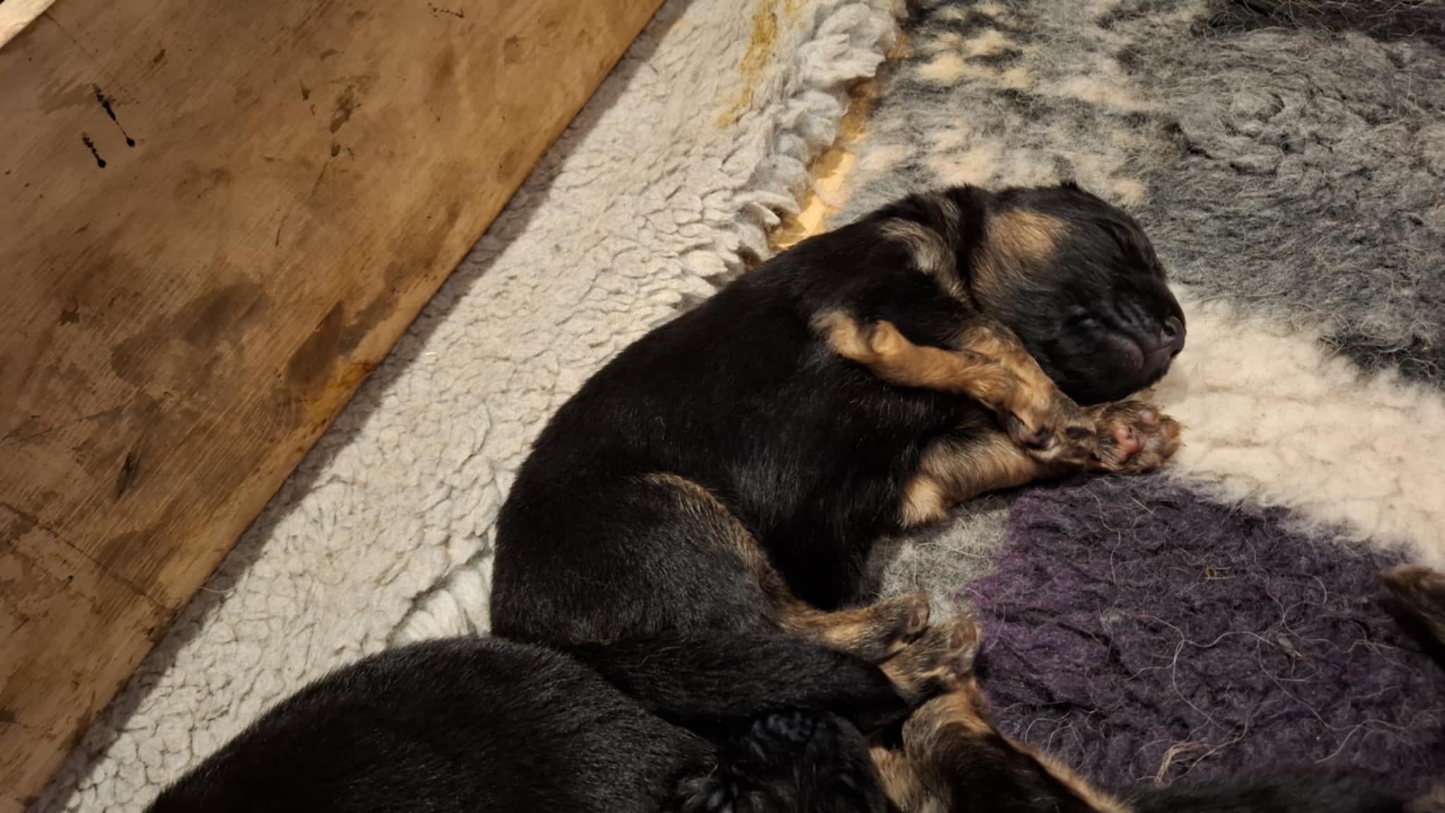 Bukkesti d 5 Bukkesti d 5