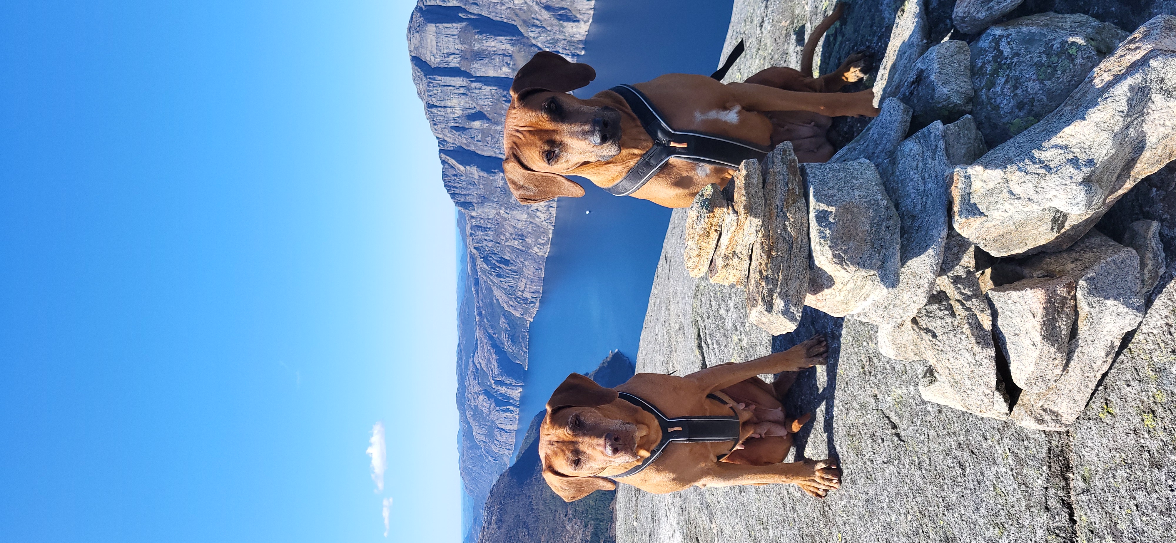 Kennel Mufasa Kennel Mufasa