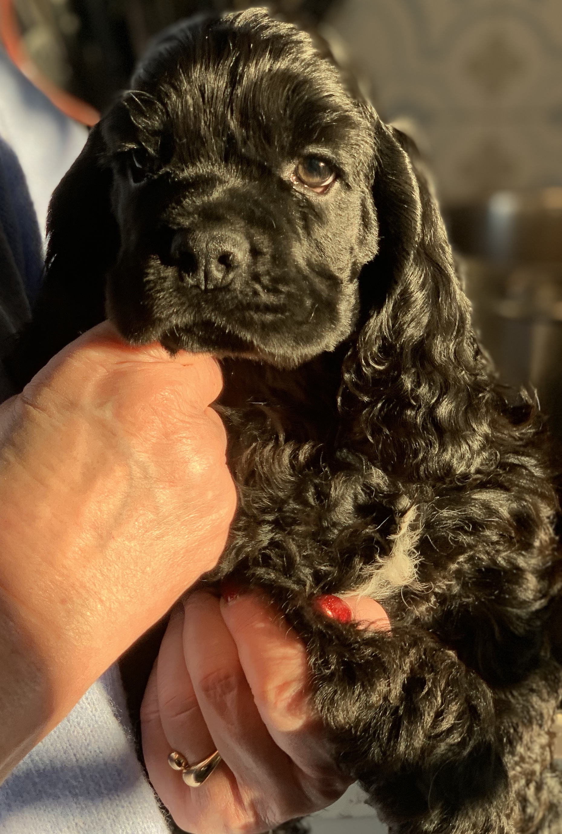Amerikansk cocker spaniel Amerikansk cocker spaniel