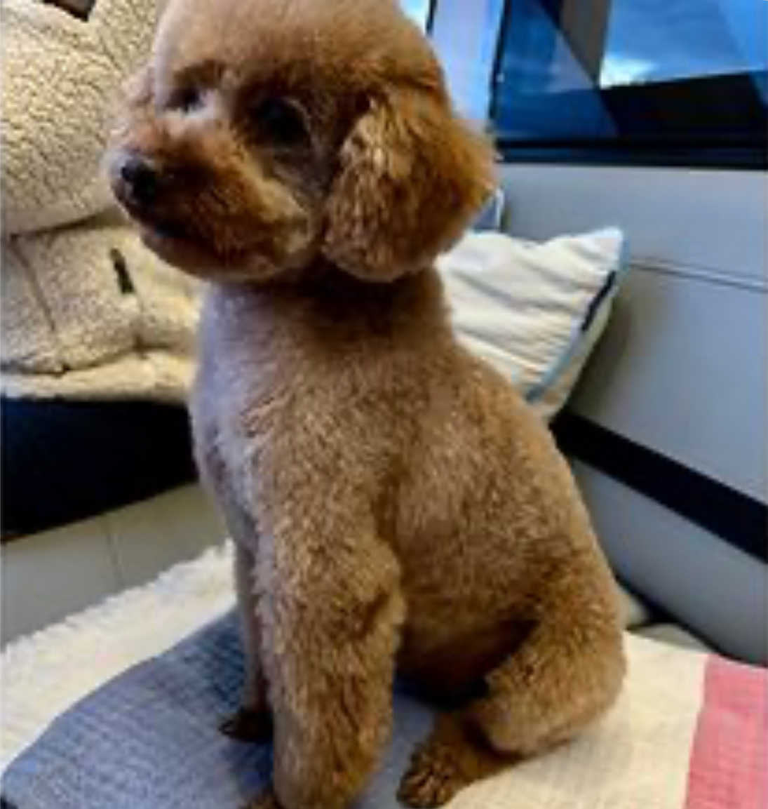 Zereta's Dino Chip Zereta's Dino Chip