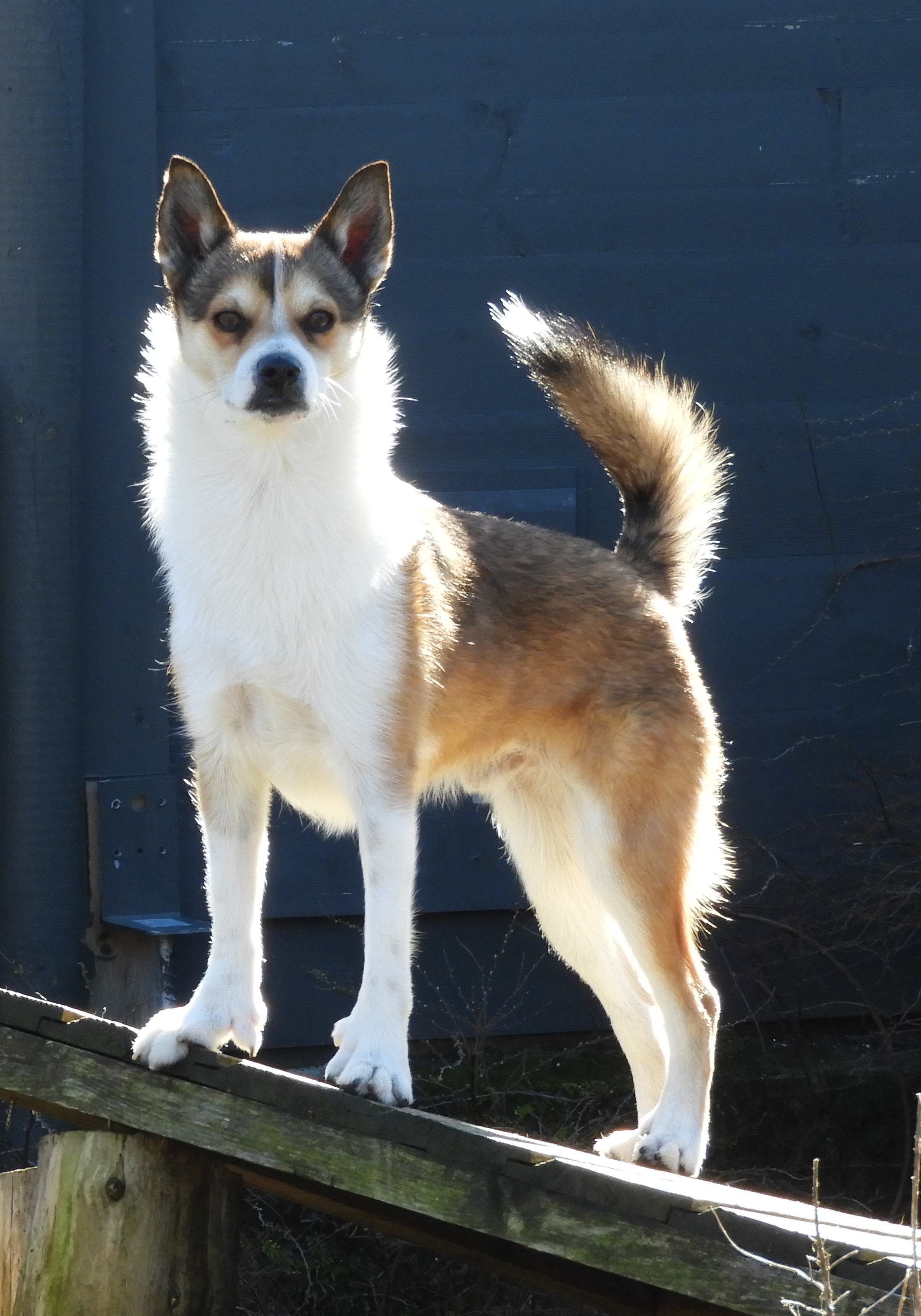 Pride Of Norway's Evolution Pride Of Norway's Evolution