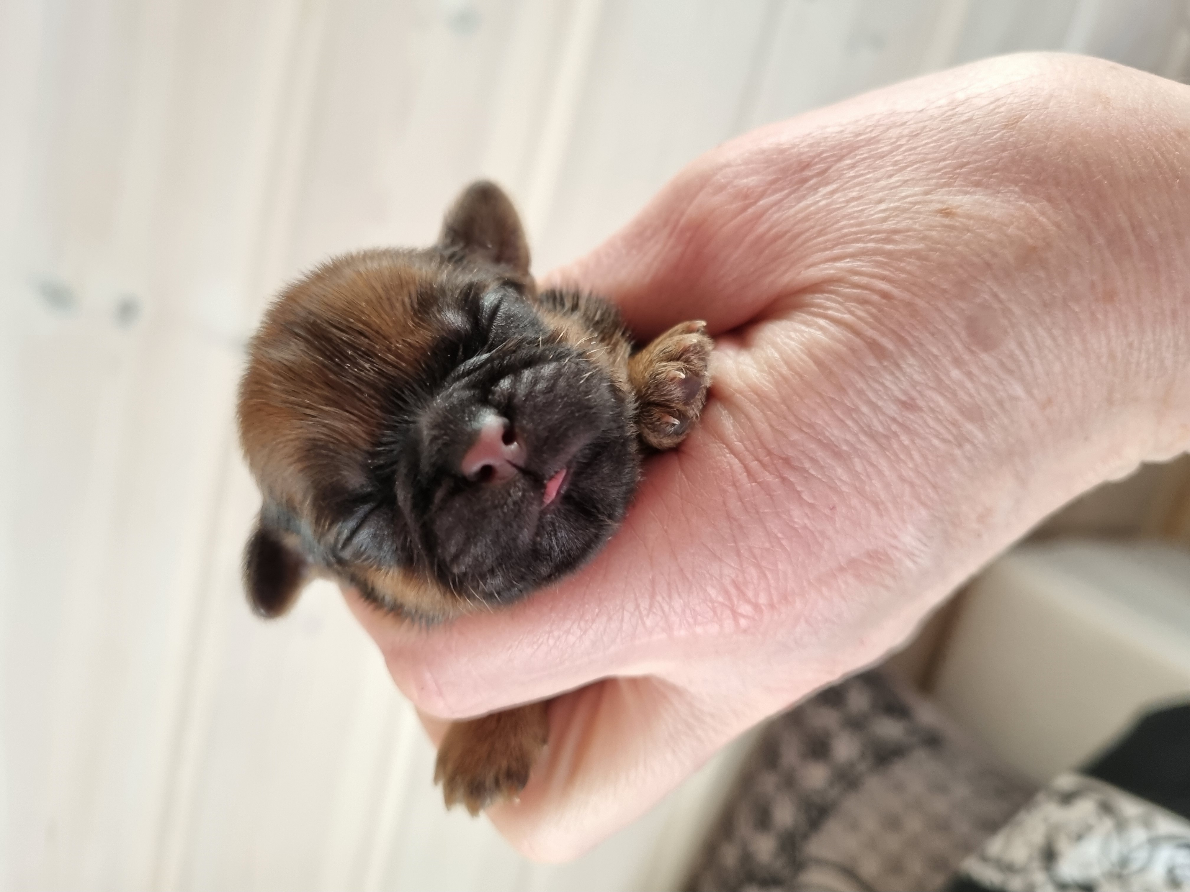 Dynamic image Dynamic image