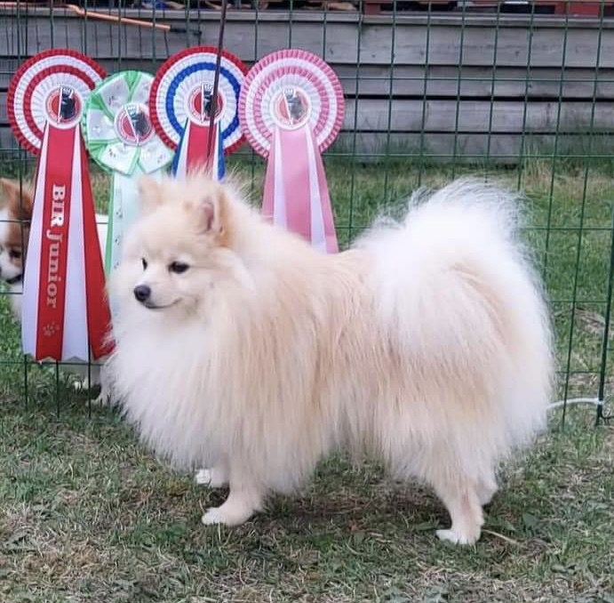 Forglem-Meg-Ei Forglem-Meg-Ei