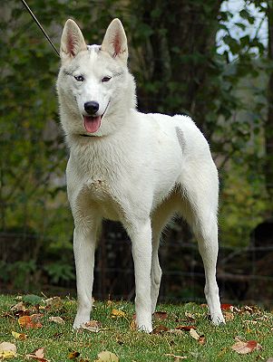 NTCH Rodeløkka's Petruscka NTCH Rodeløkka's Petruscka