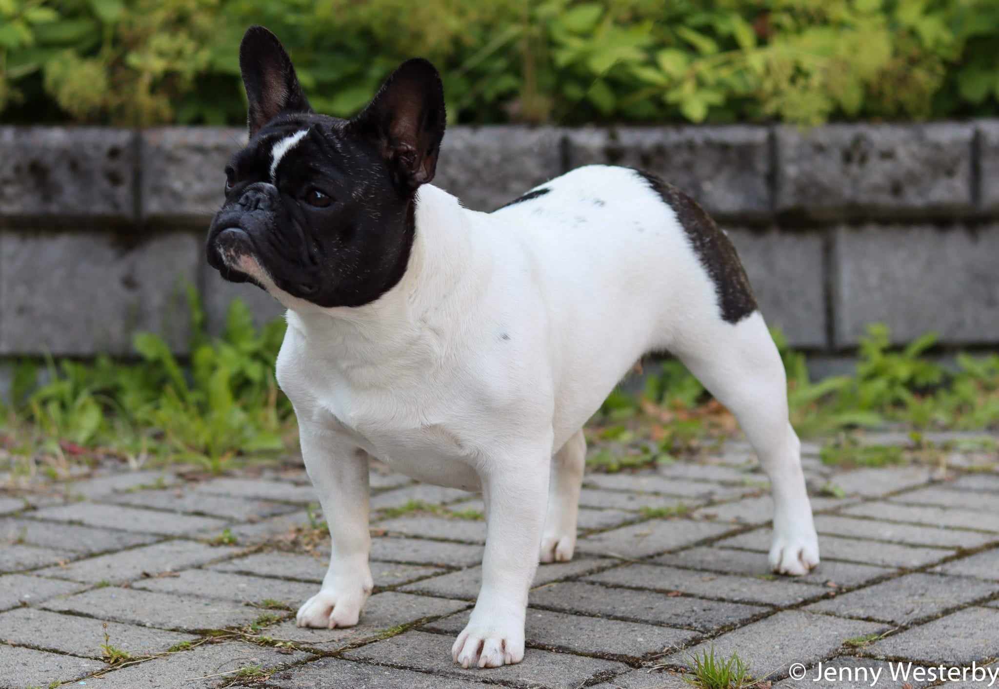 Dalstaff's Baby Driver Dalstaff's Baby Driver