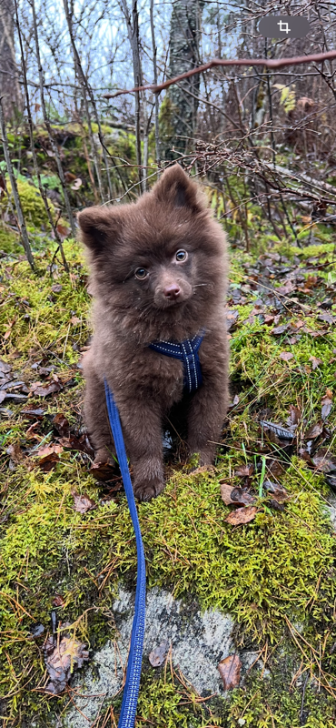 Mabelizada's Charlie 