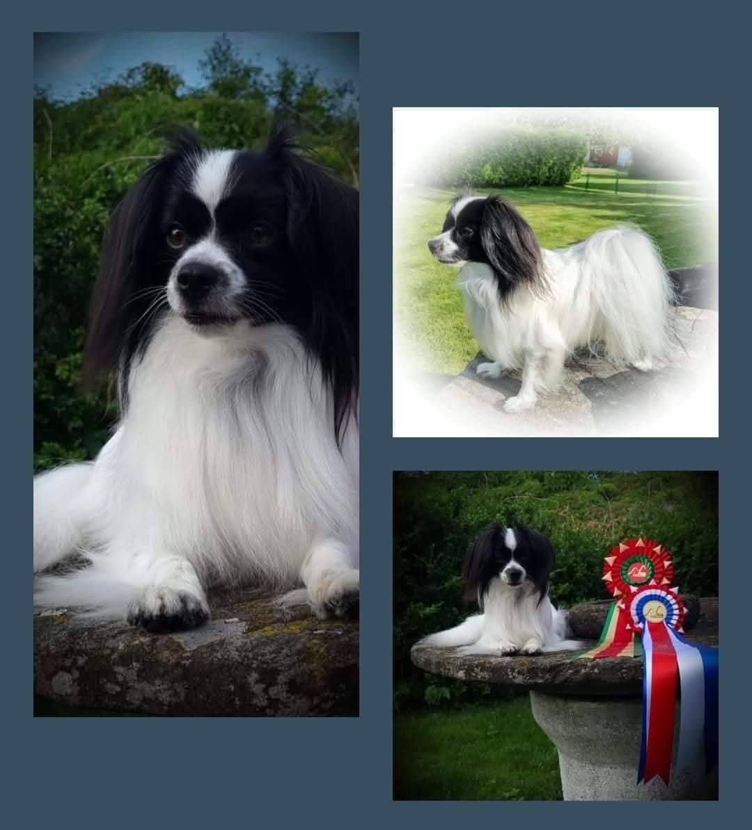 White Curl's Adorable Moonsurprise ( Loke)