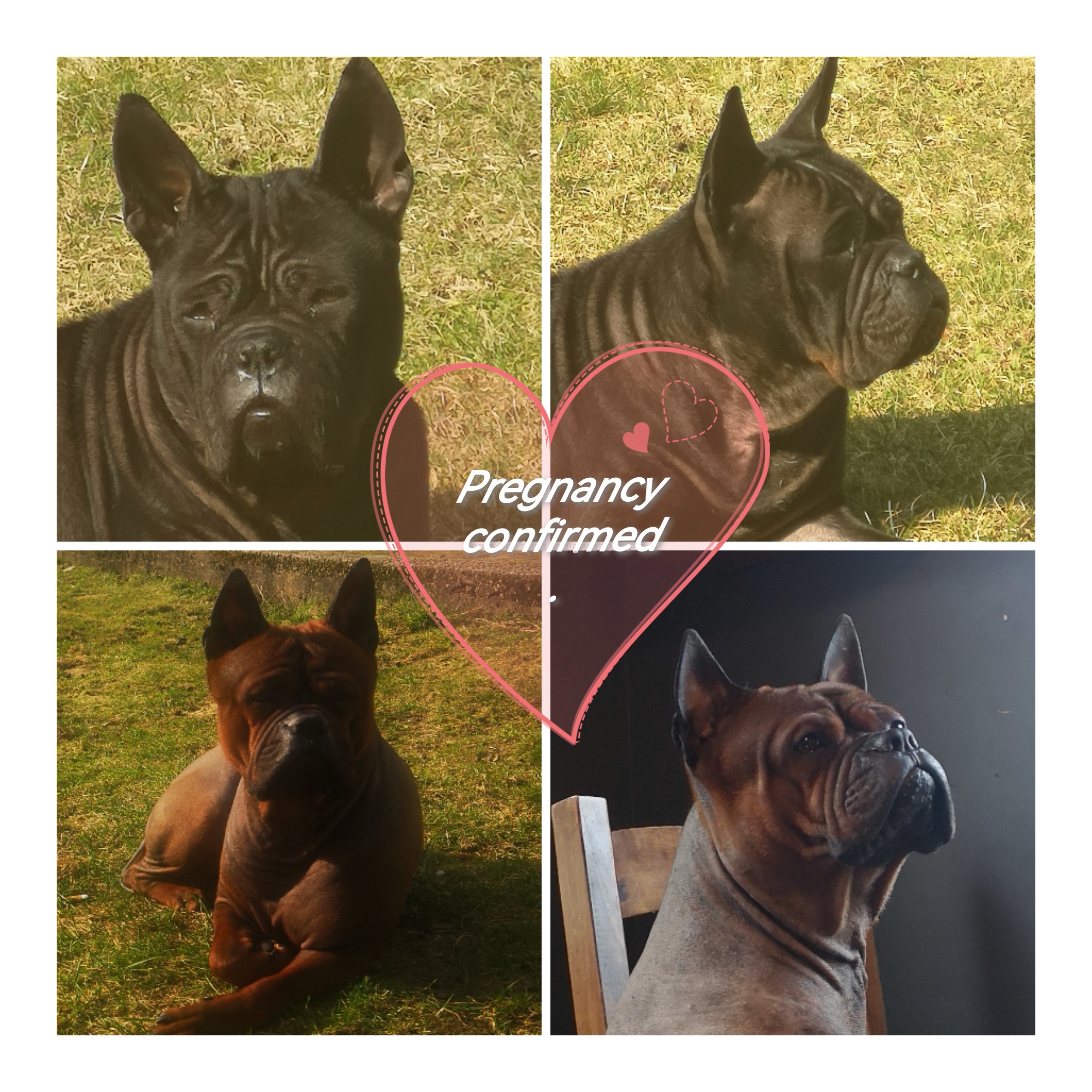 Chongqing dog Chongqing dog