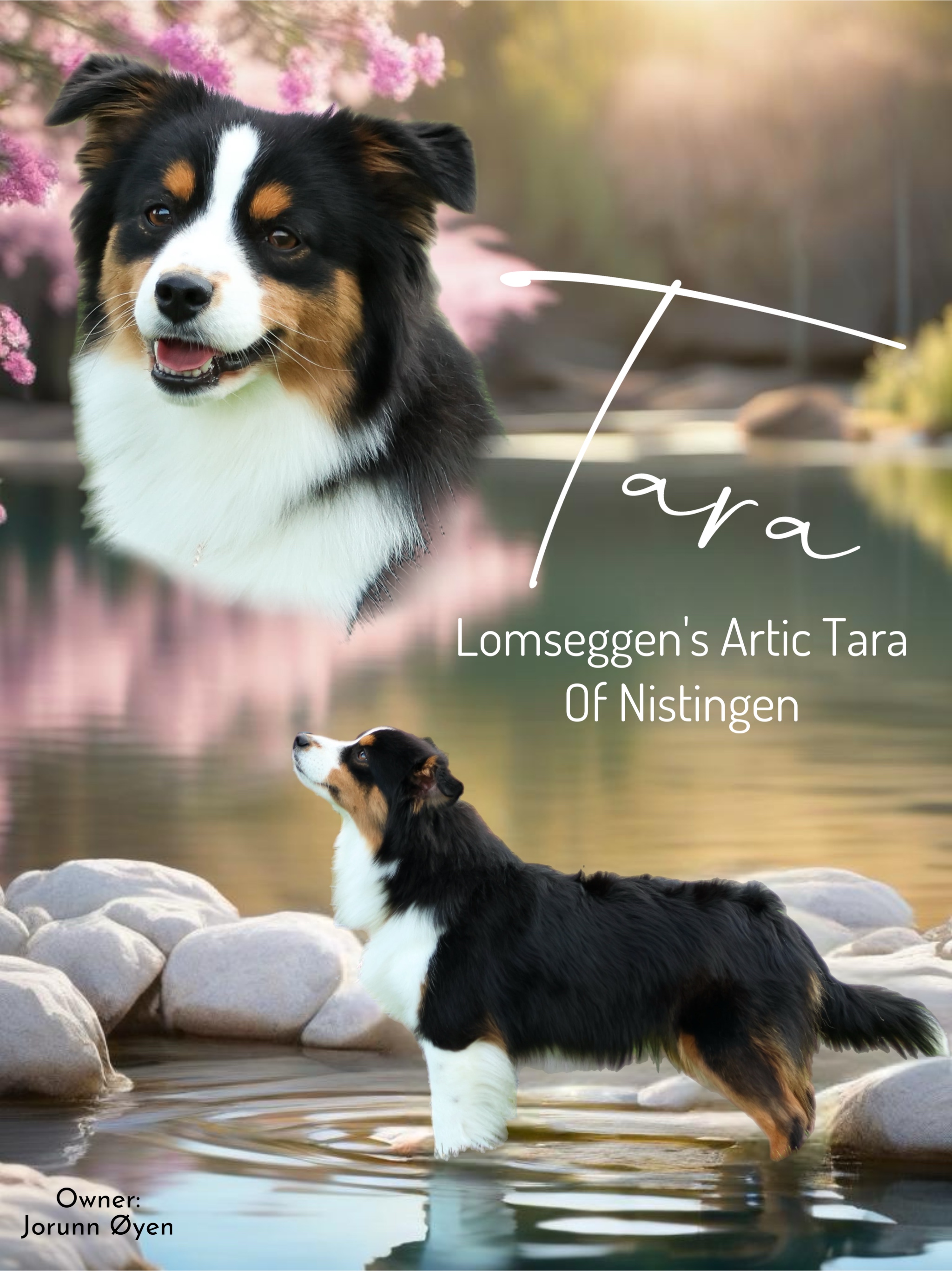 Lomseggens Artic Tara of Nistingen Lomseggens Artic Tara of Nistingen