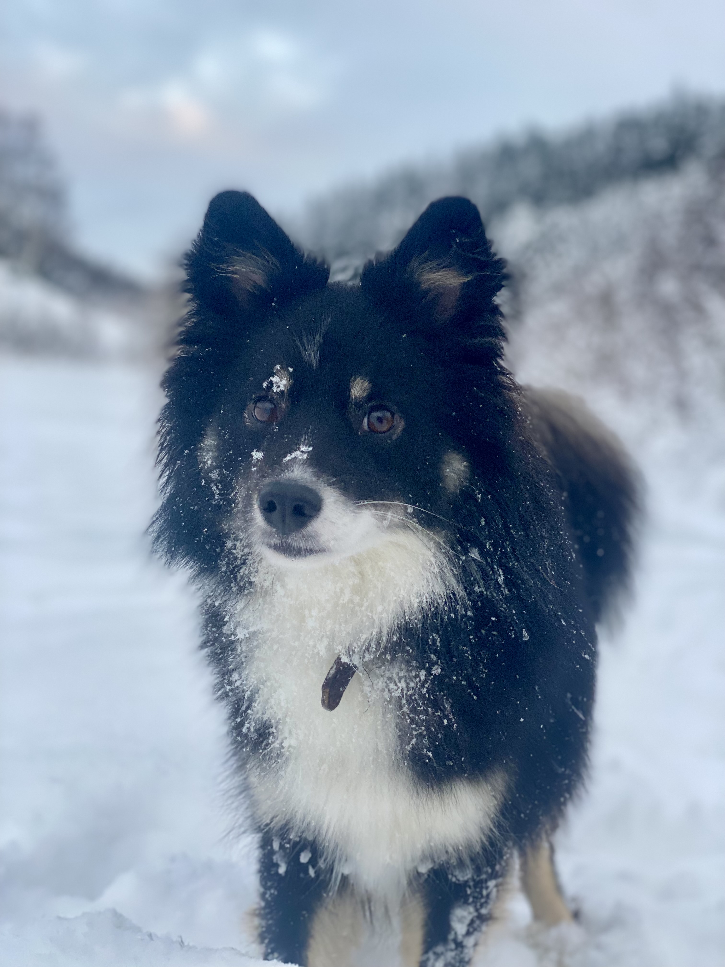Tibrá V. Rogici Tibrá V. Rogici