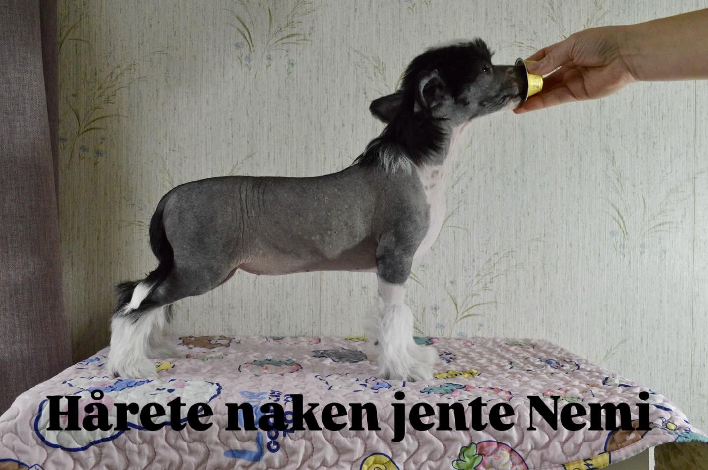 Girls Girls Noods of Norway - Nemi Girls Girls Noods of Norway - Nemi