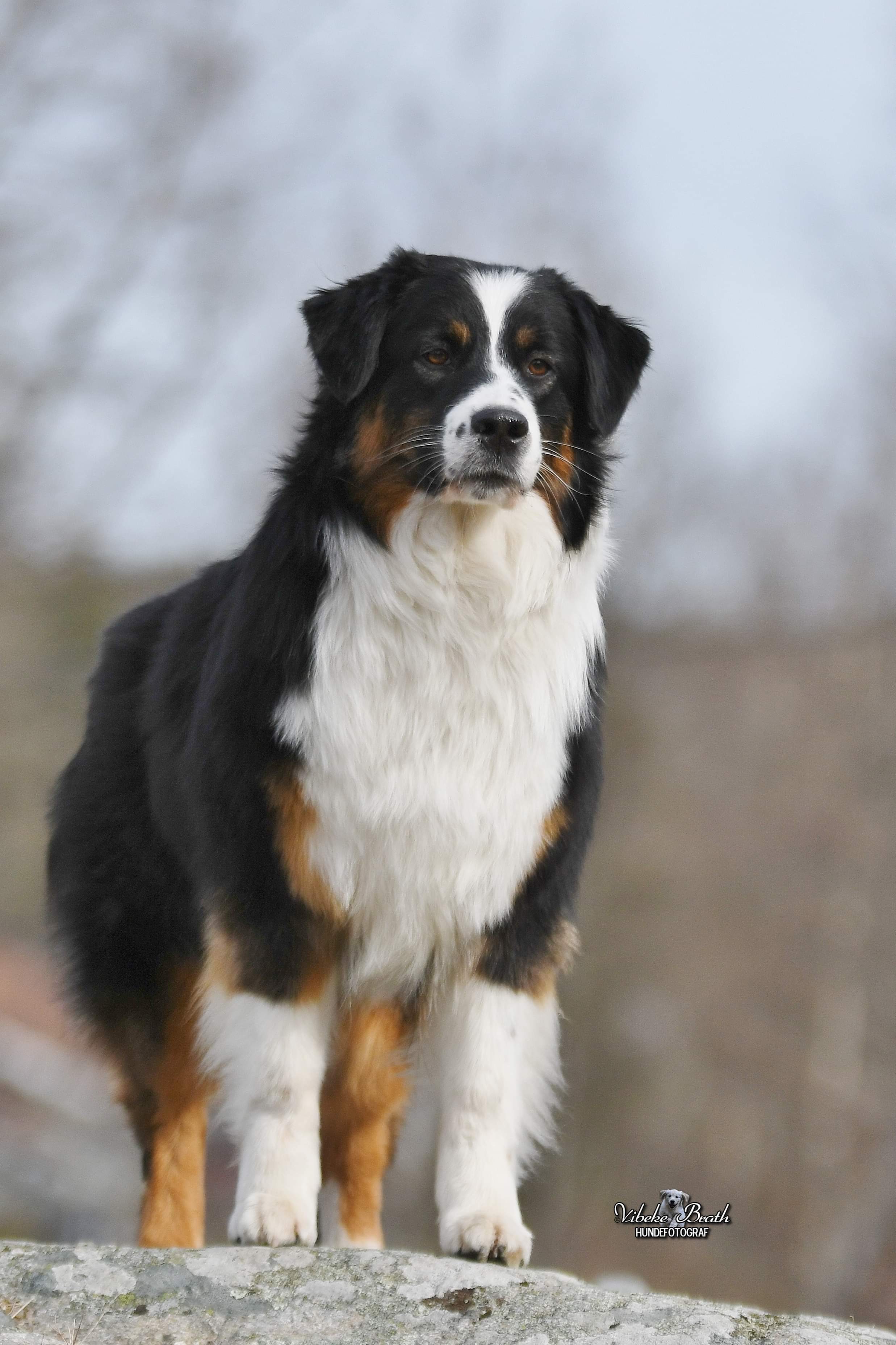 Willacarras All About Fritzie Willacarras All About Fritzie