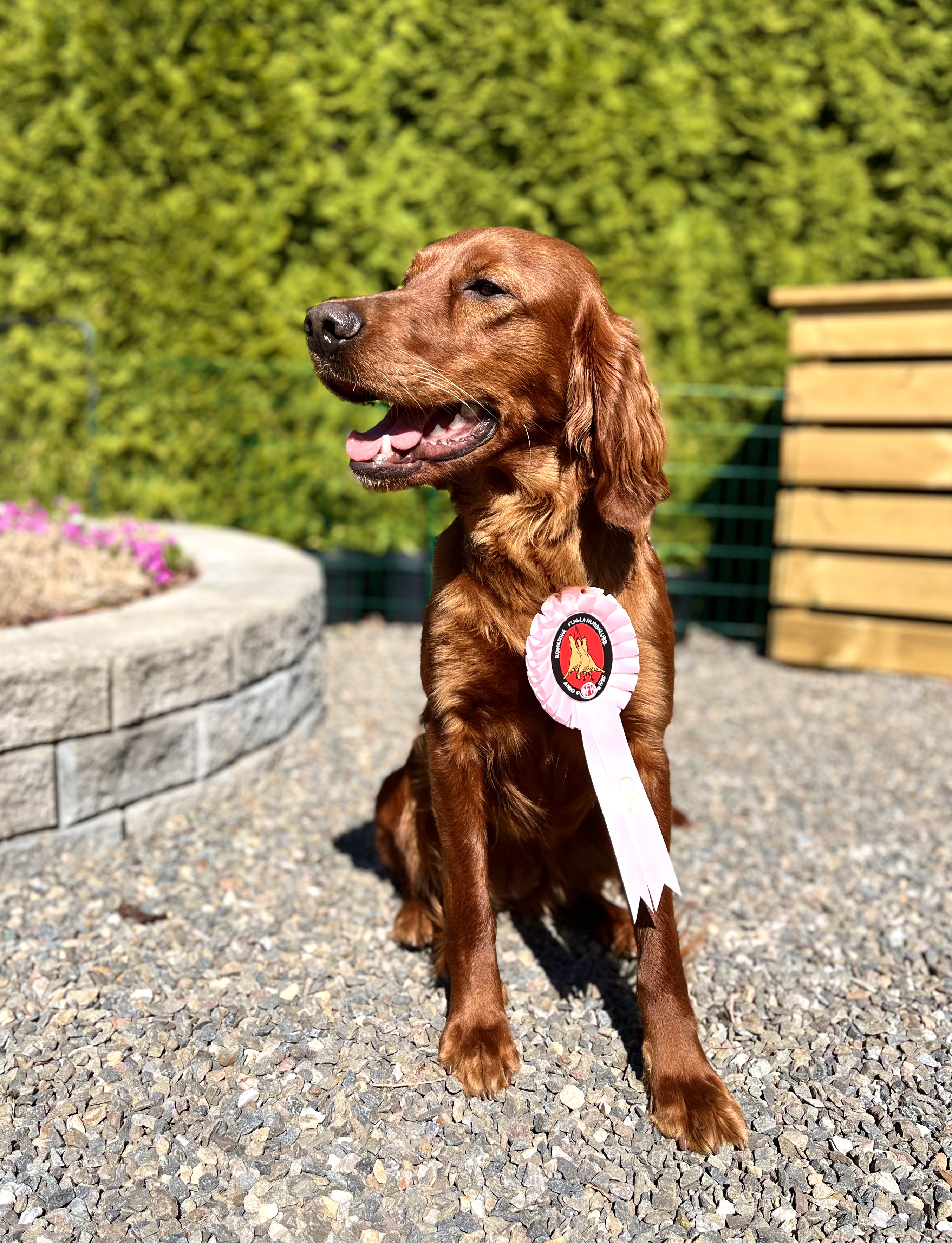 Skvaldra’s IK Chili Skvaldra’s IK Chili